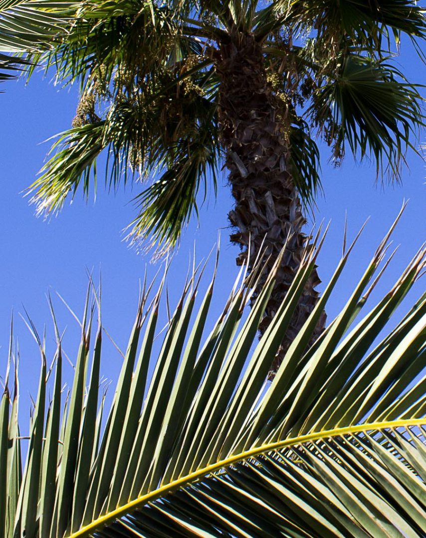 2015 09 Lanzarote PalmTrees 011 864 1080