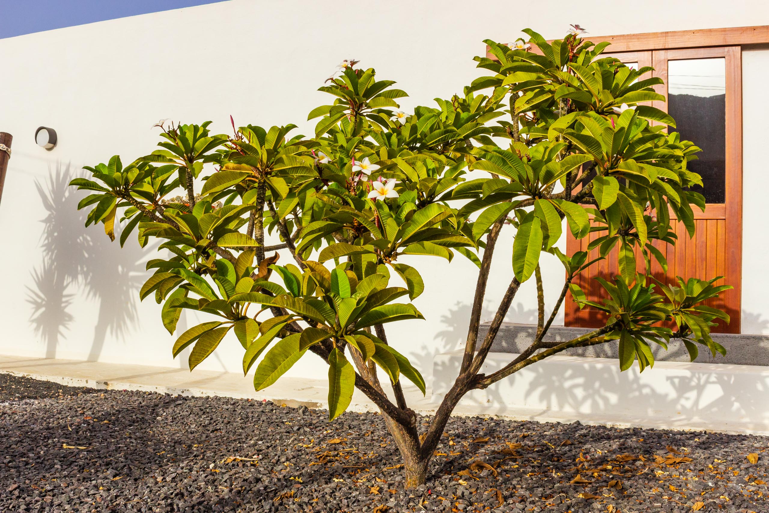 2018 08 Lanzarote CasaMariposa 007