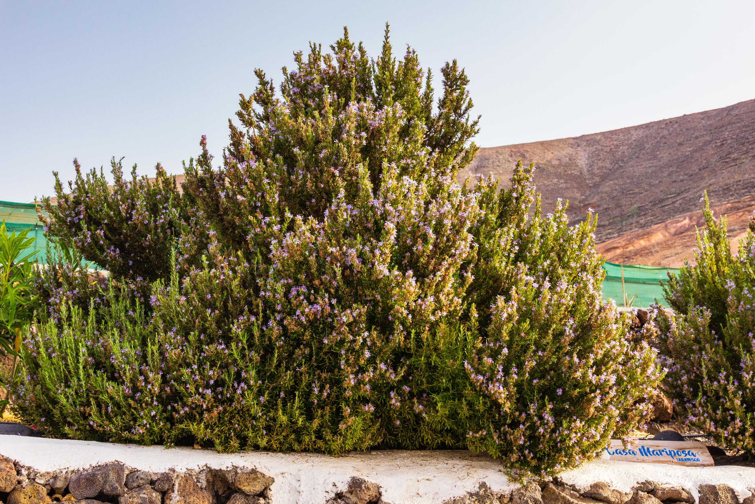 2018 08 Lanzarote CasaMariposa 016