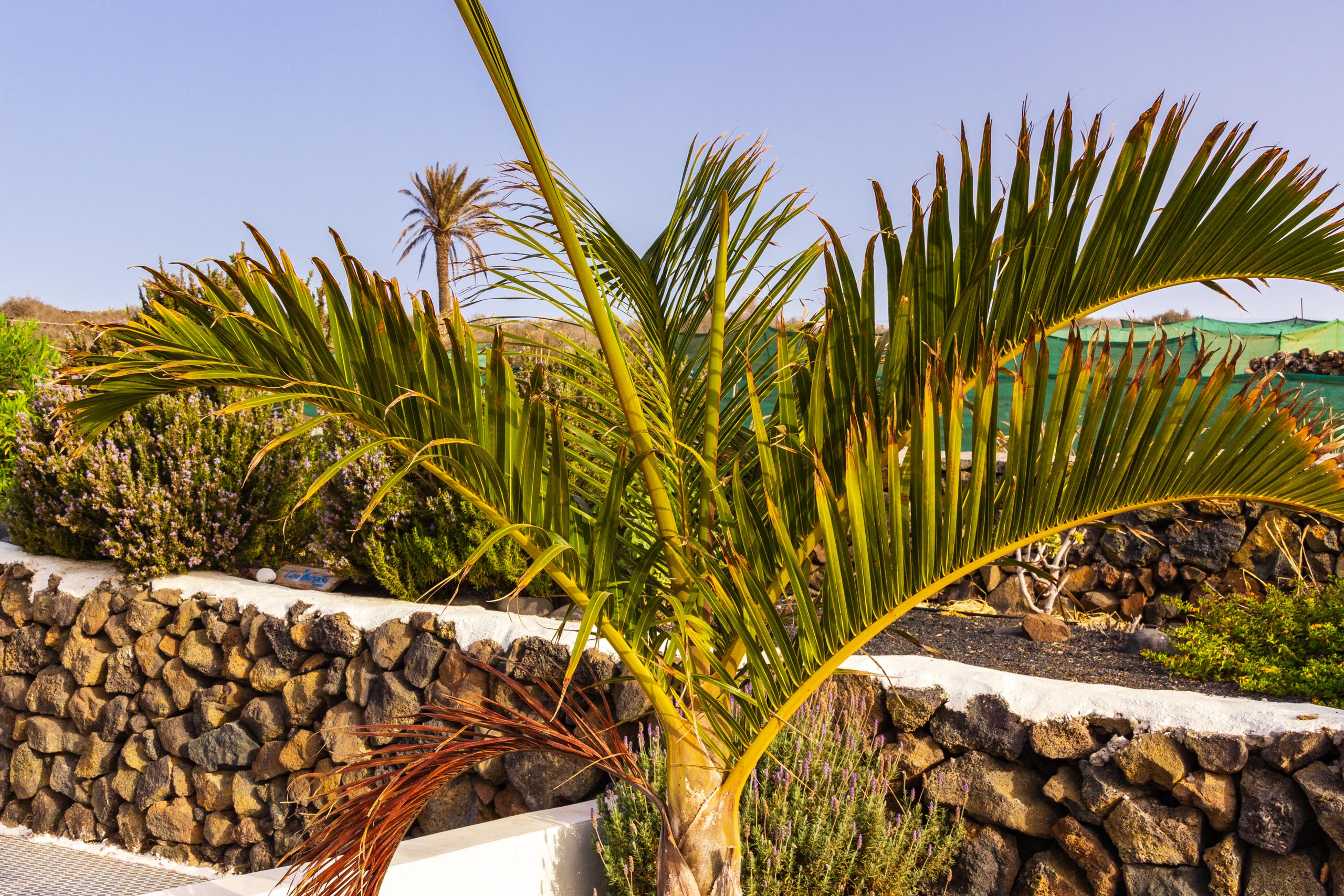 2018 08 Lanzarote CasaMariposa 018