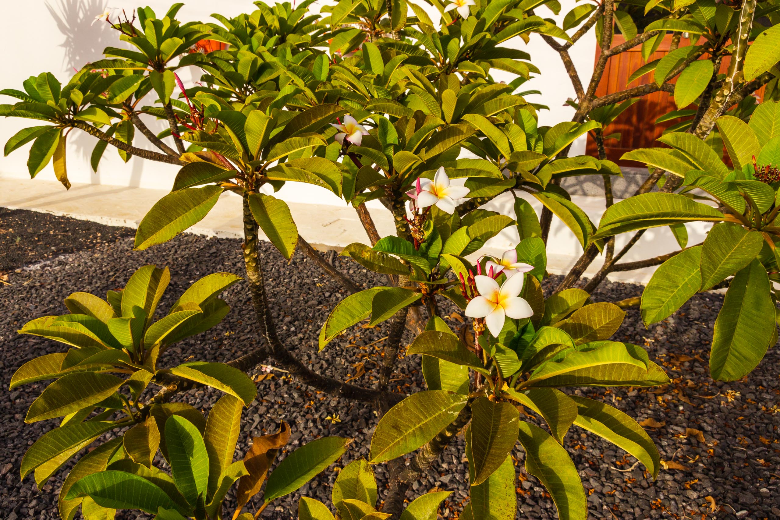 2018 08 Lanzarote CasaMariposa 019