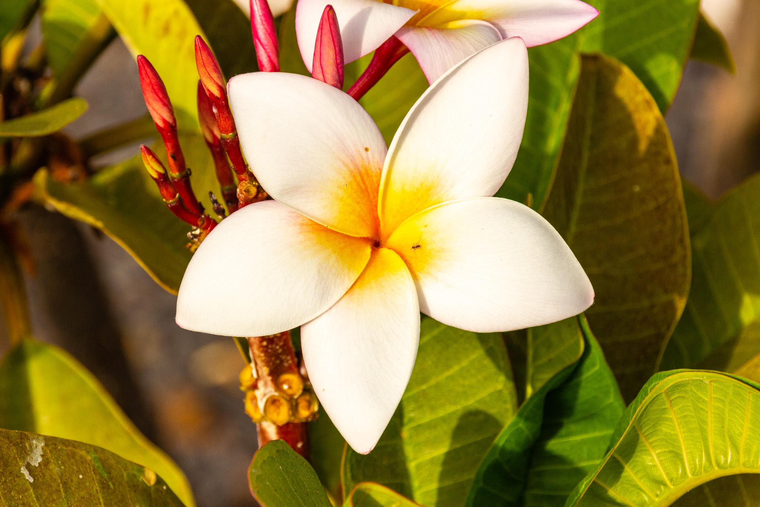 2018 08 Lanzarote CasaMariposa 020