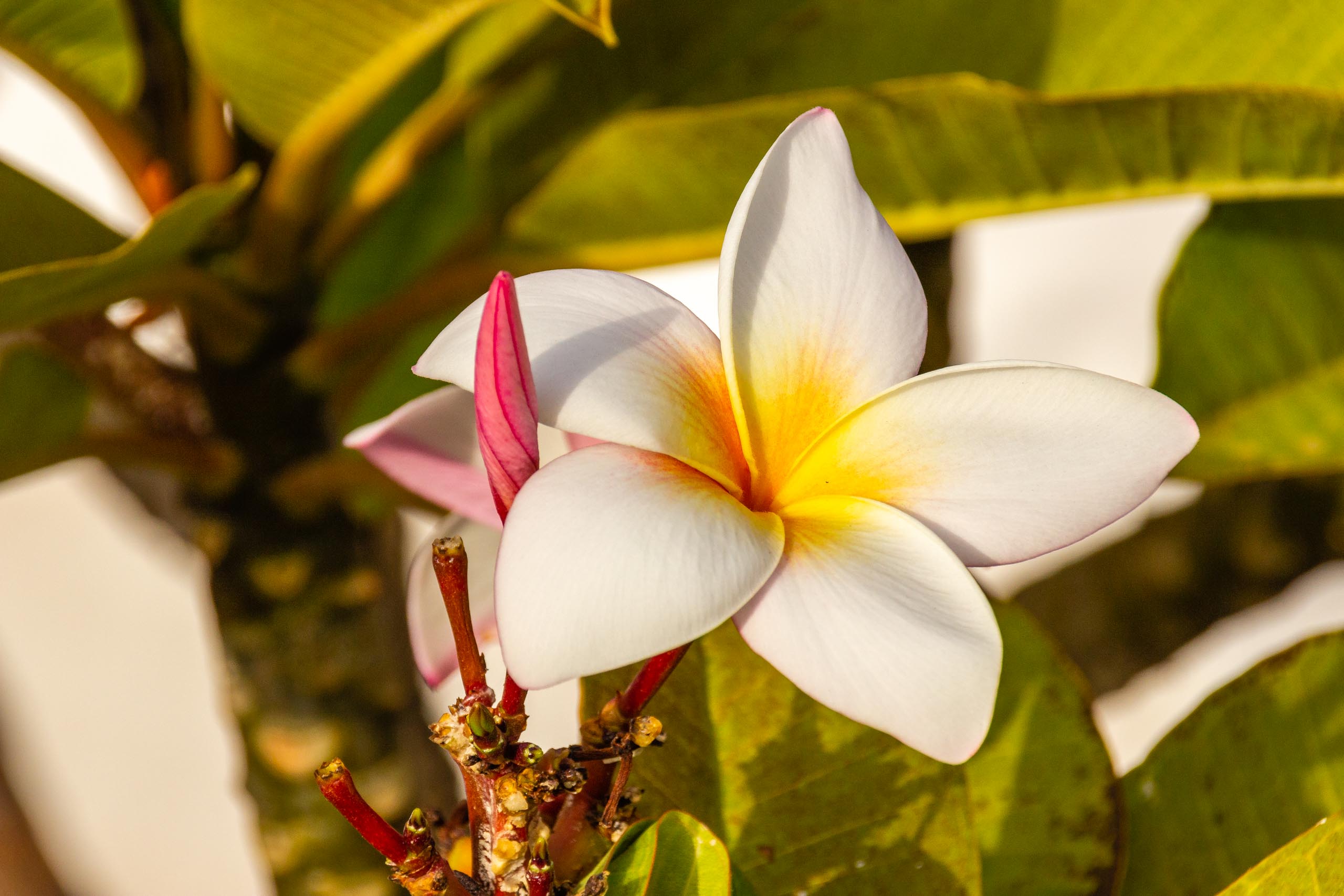 2018 08 Lanzarote CasaMariposa 021