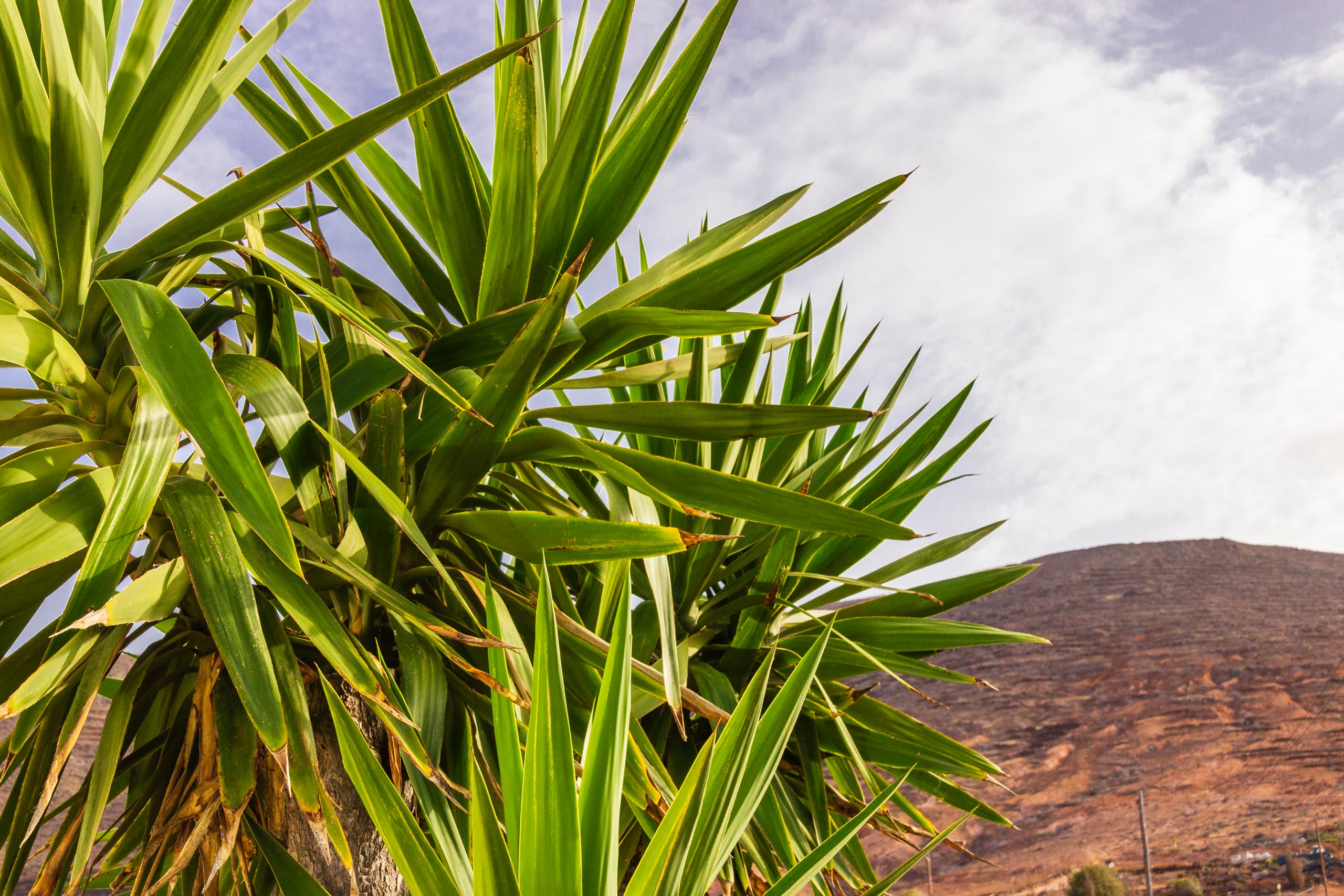 2018 08 Lanzarote CasaMariposa 022