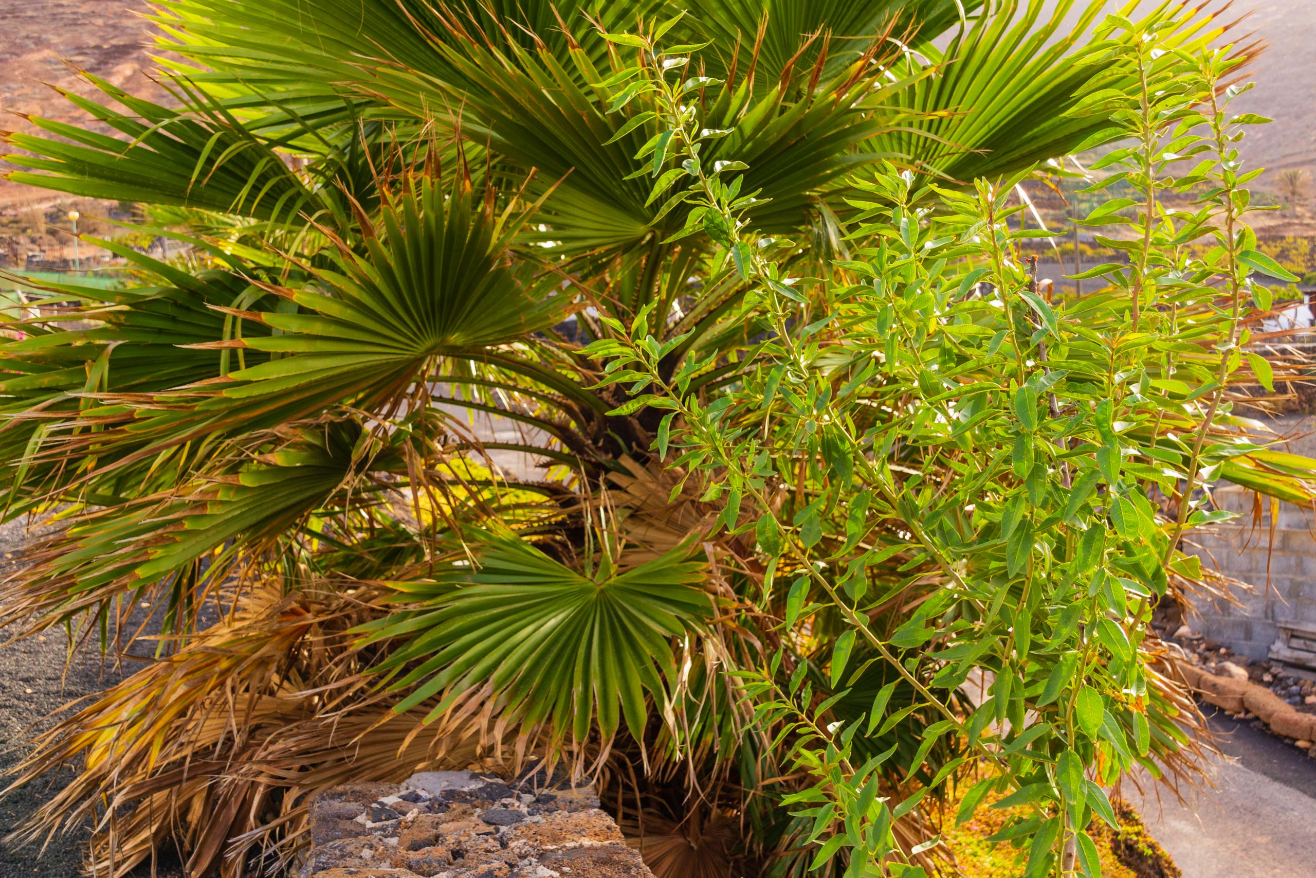 2018 08 Lanzarote CasaMariposa 023