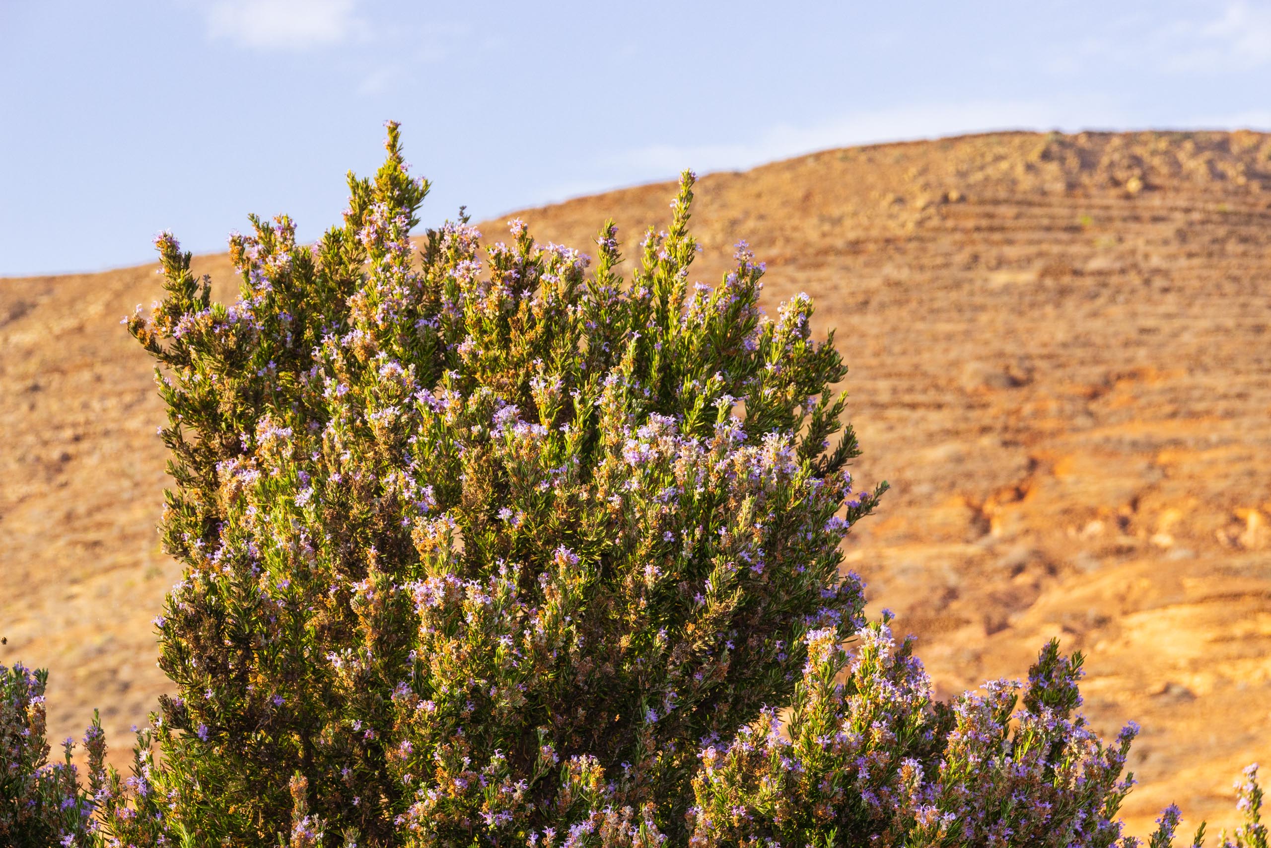 2018 08 Lanzarote TabayescoInTheMorning 011
