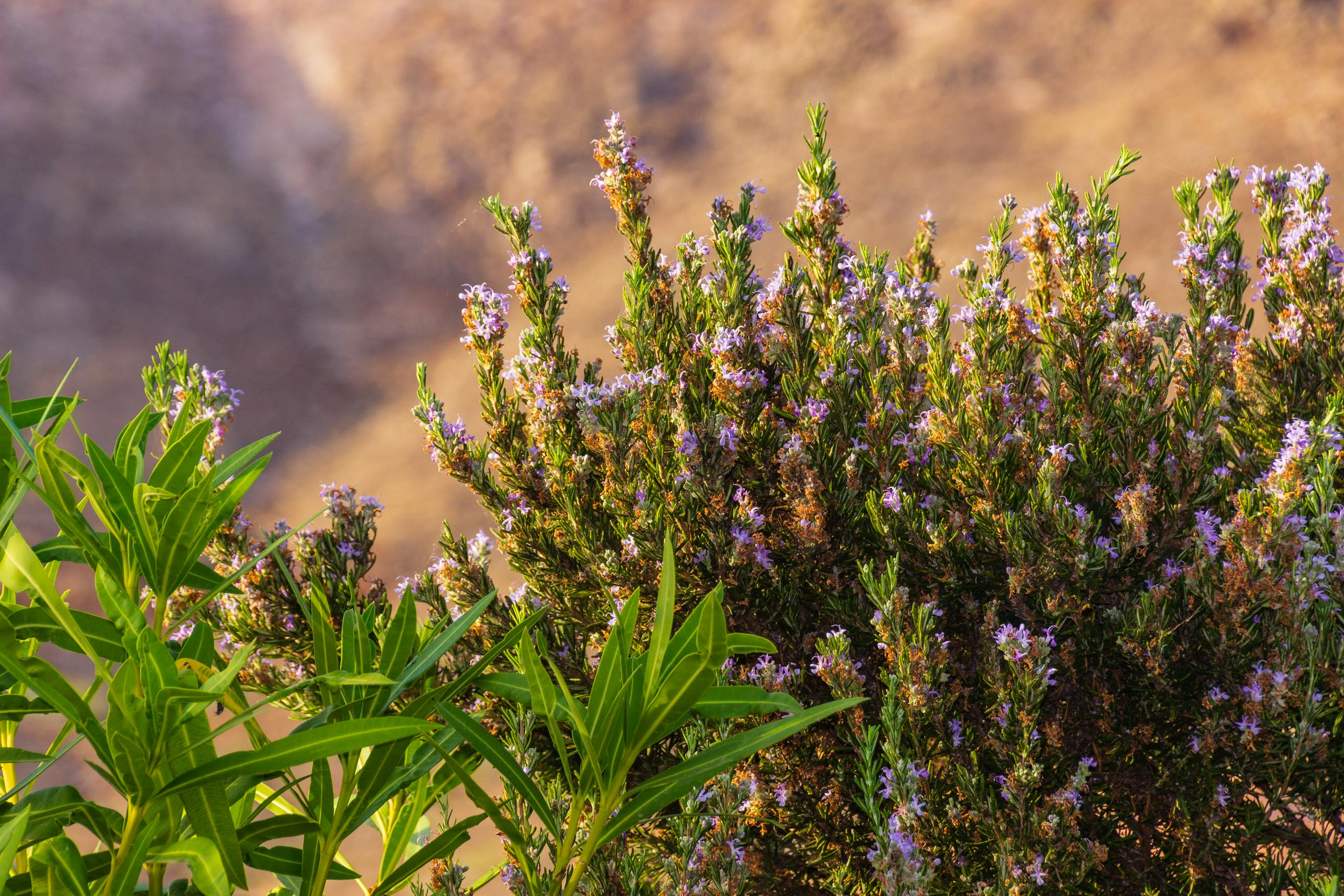 2018 08 Lanzarote TabayescoInTheMorning 013