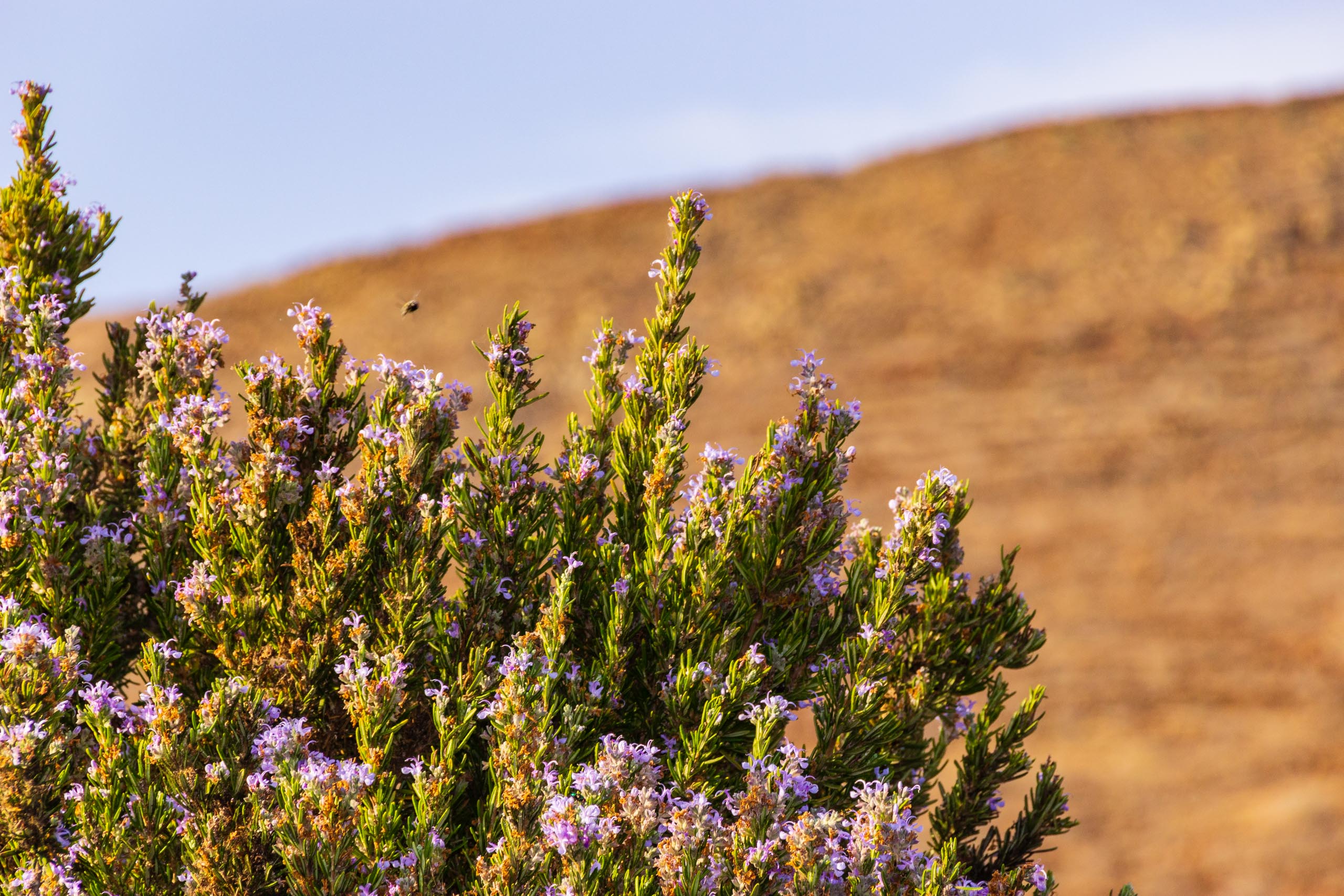 2018 08 Lanzarote TabayescoInTheMorning 014