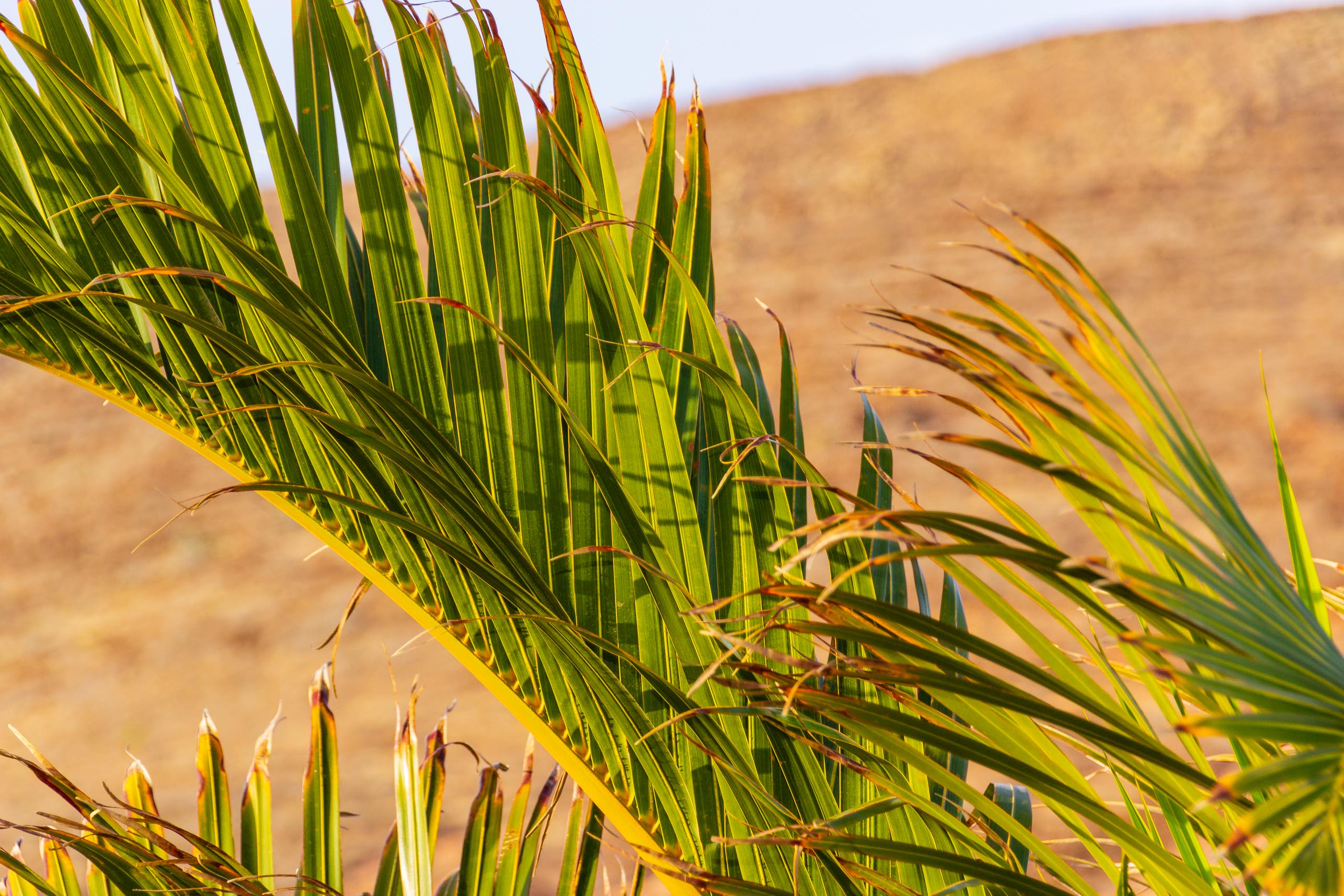 2018 08 Lanzarote TabayescoInTheMorning 016