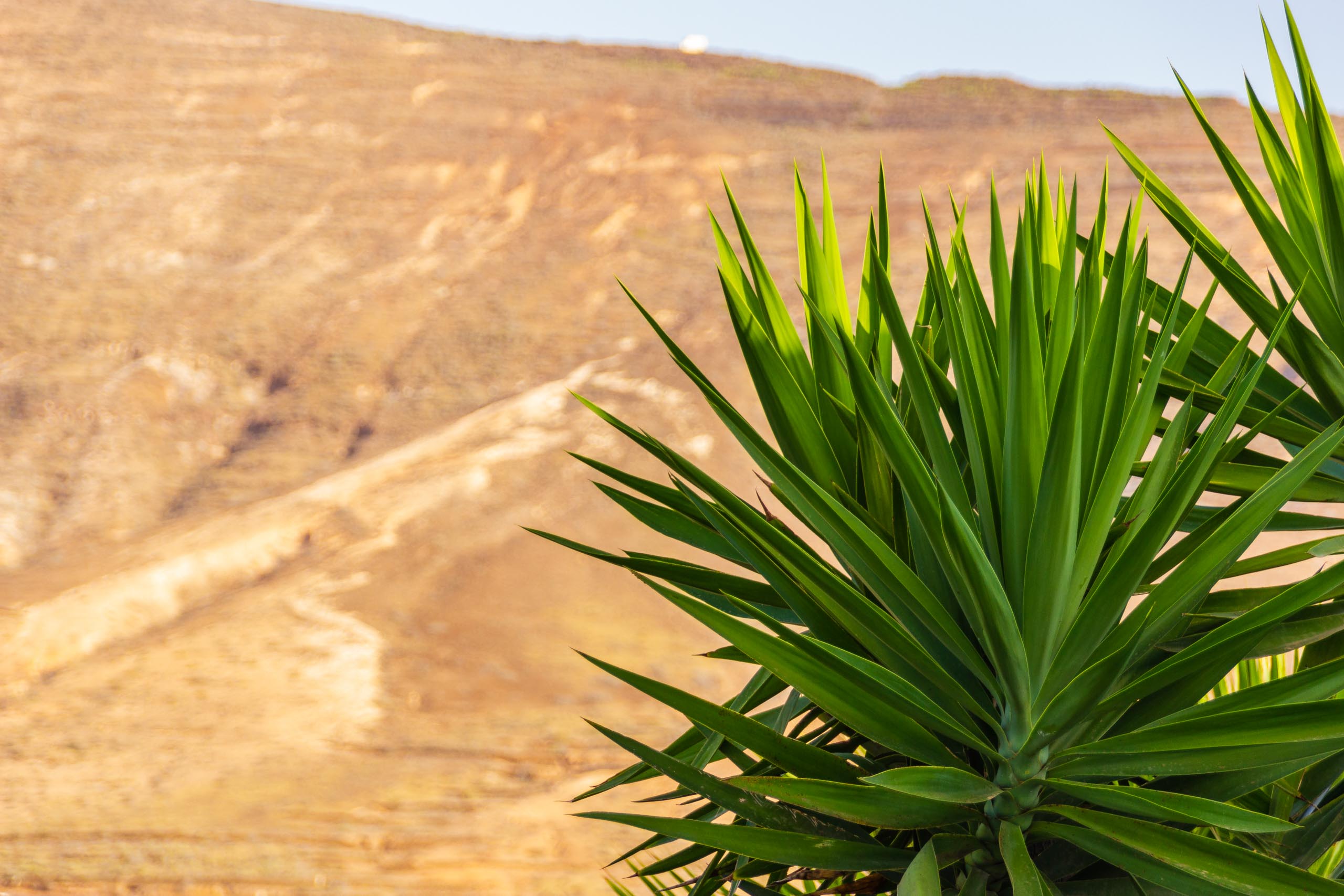 2018 08 Lanzarote TabayescoInTheMorning 022