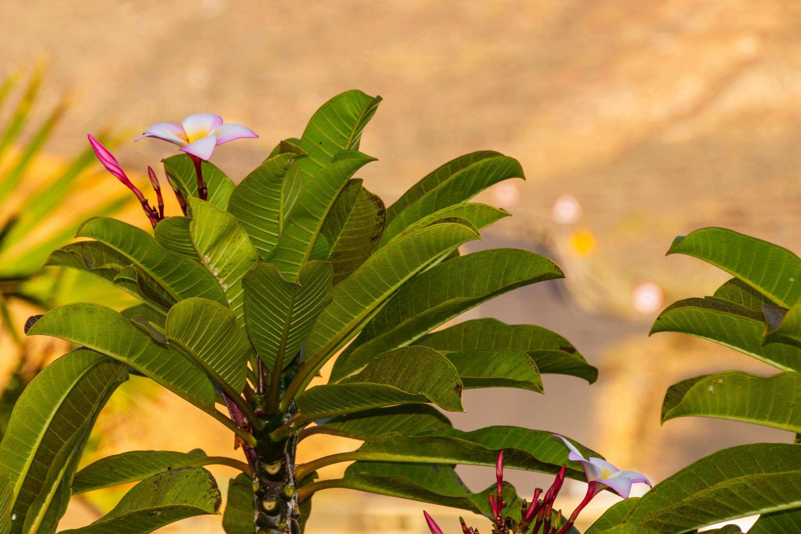 2018 08 Lanzarote TabayescoInTheMorning 025