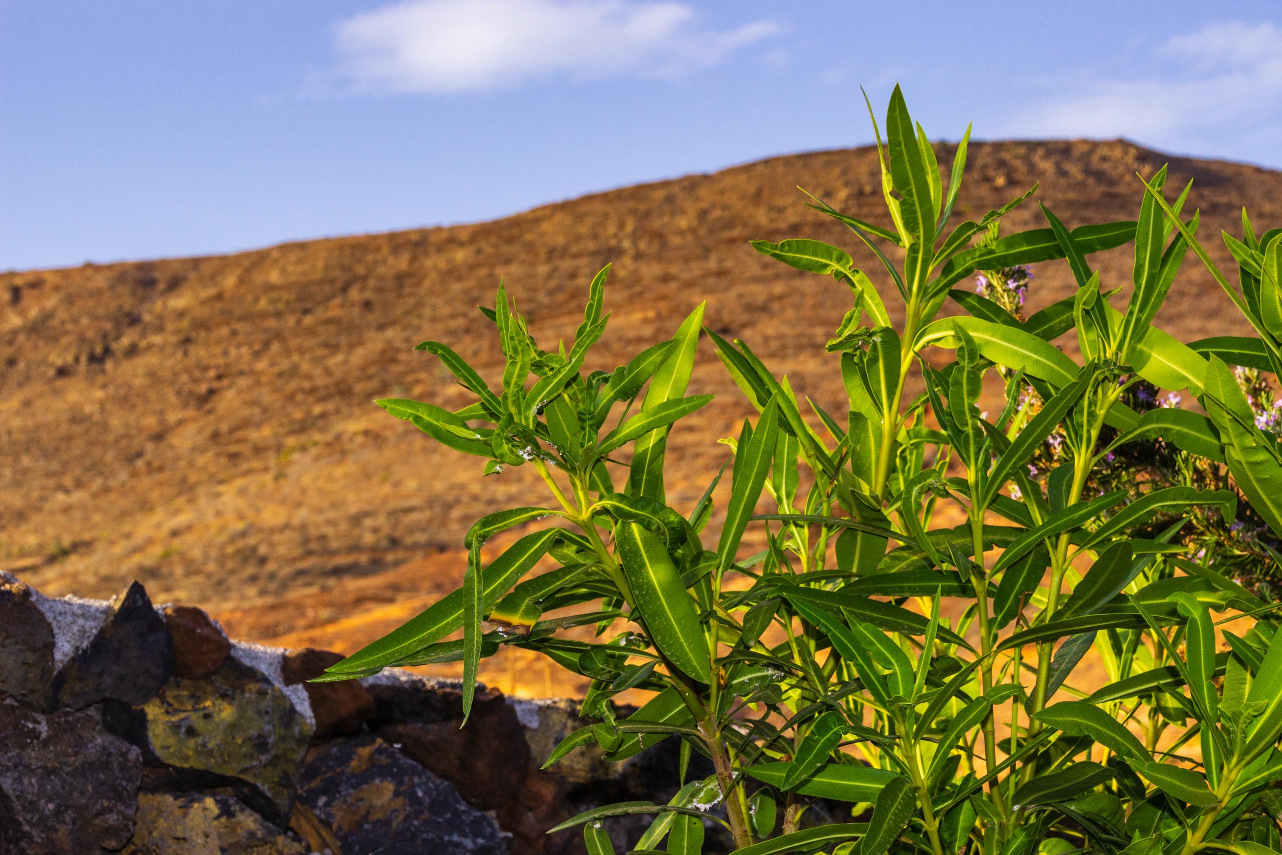 2018 08 Lanzarote TabayescoInTheMorning 026