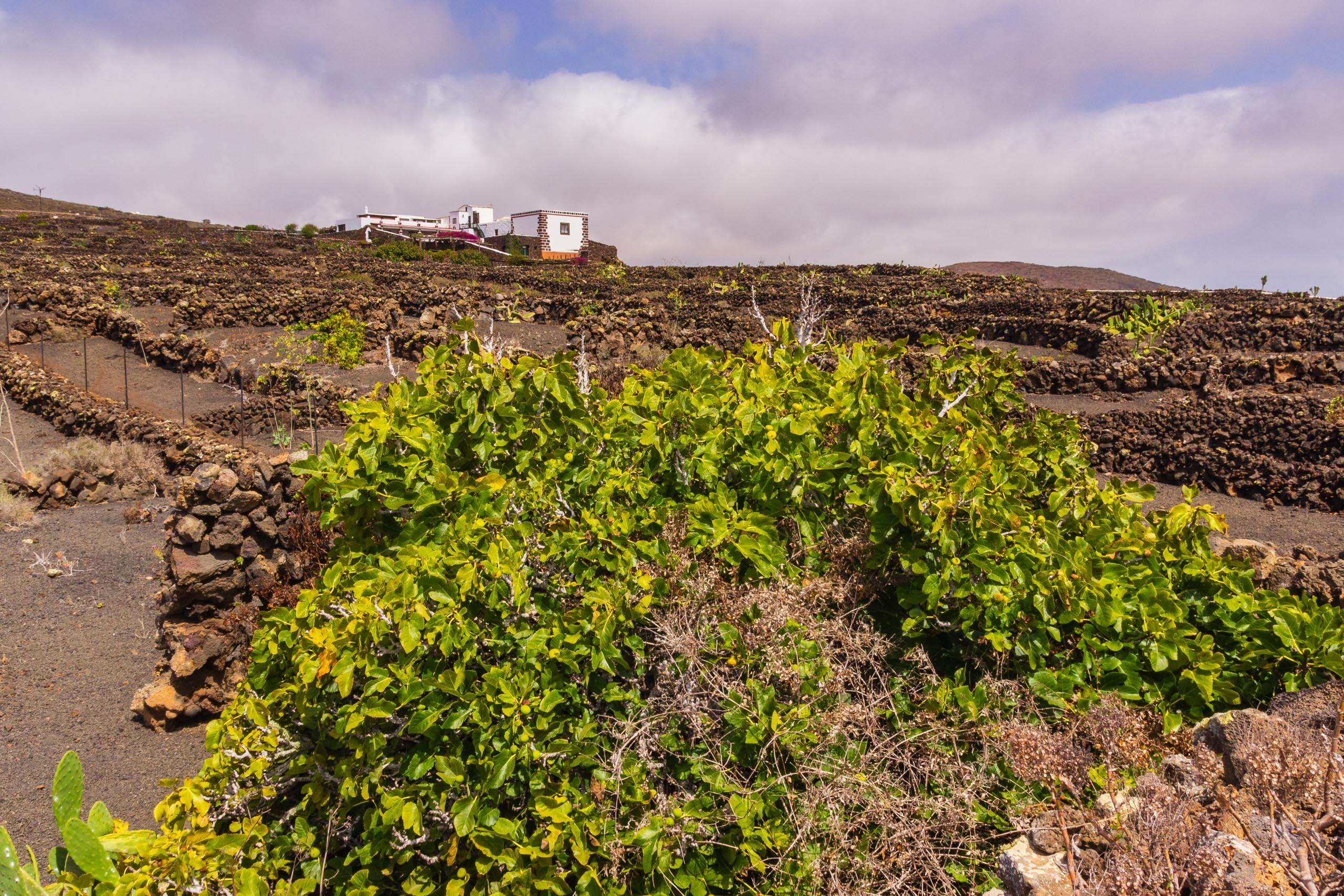 2016 09 Lanzarote ElCortijo 010