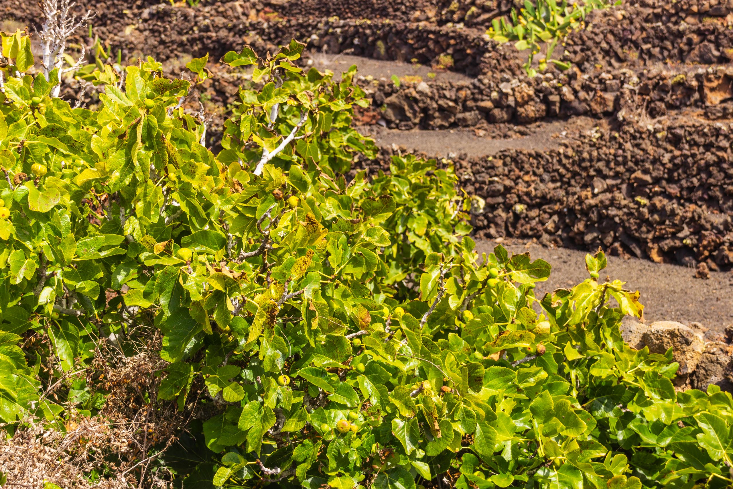 2016 09 Lanzarote ElCortijo 011