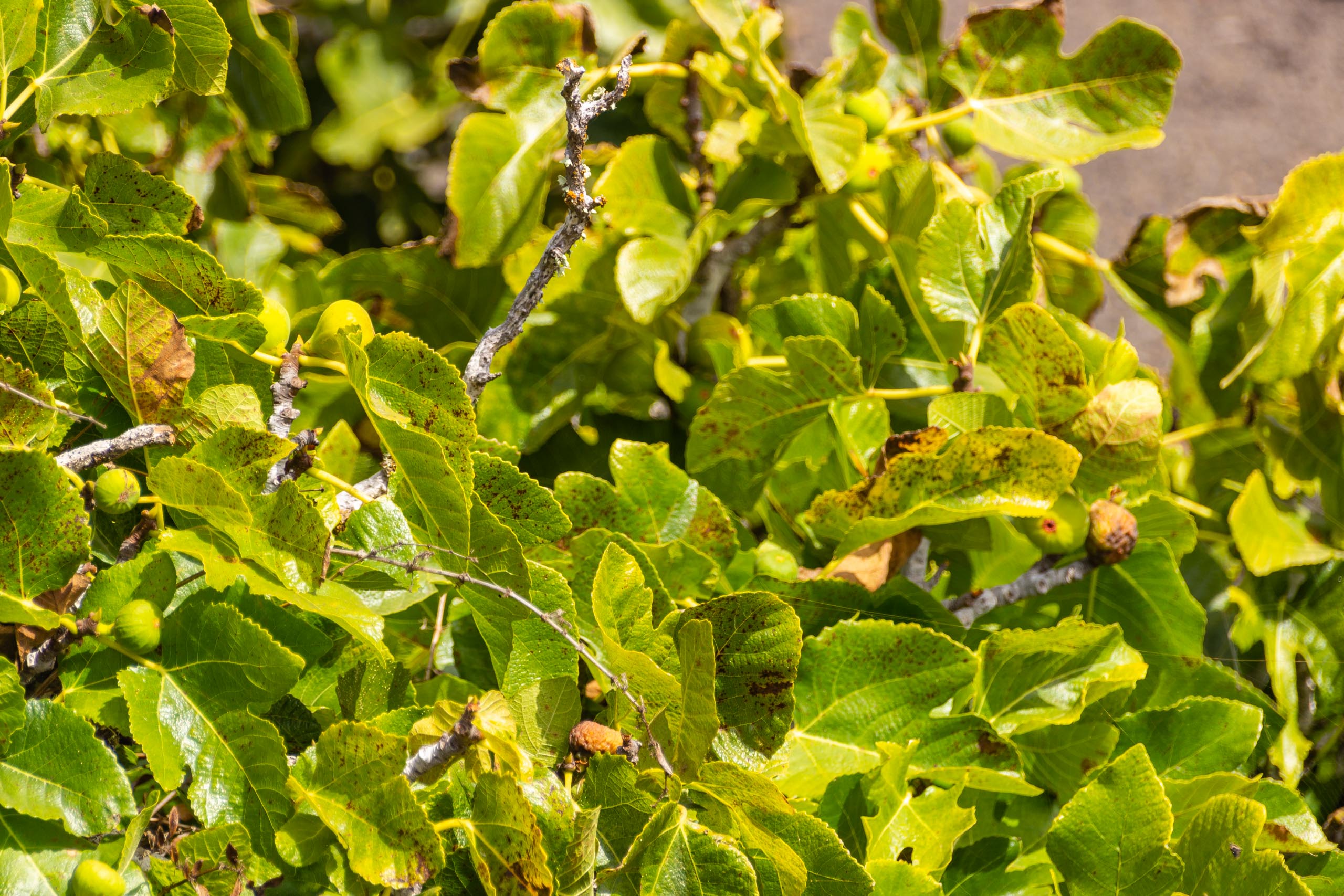 2016 09 Lanzarote ElCortijo 012