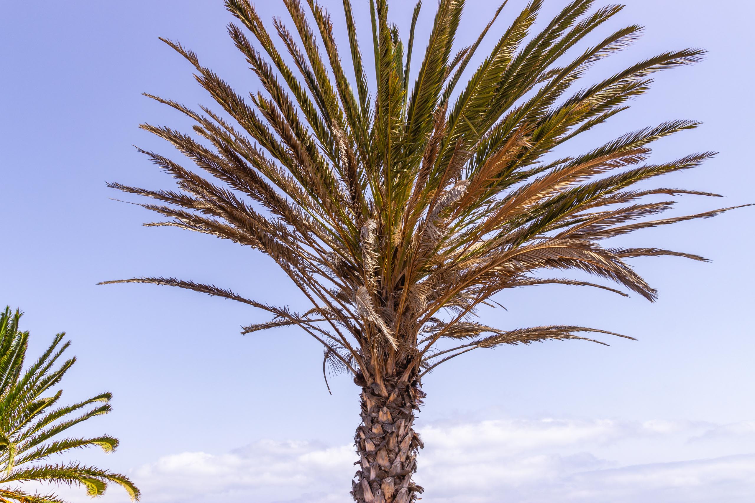 2016 09 Lanzarote GardenNeighbourhood 1 008