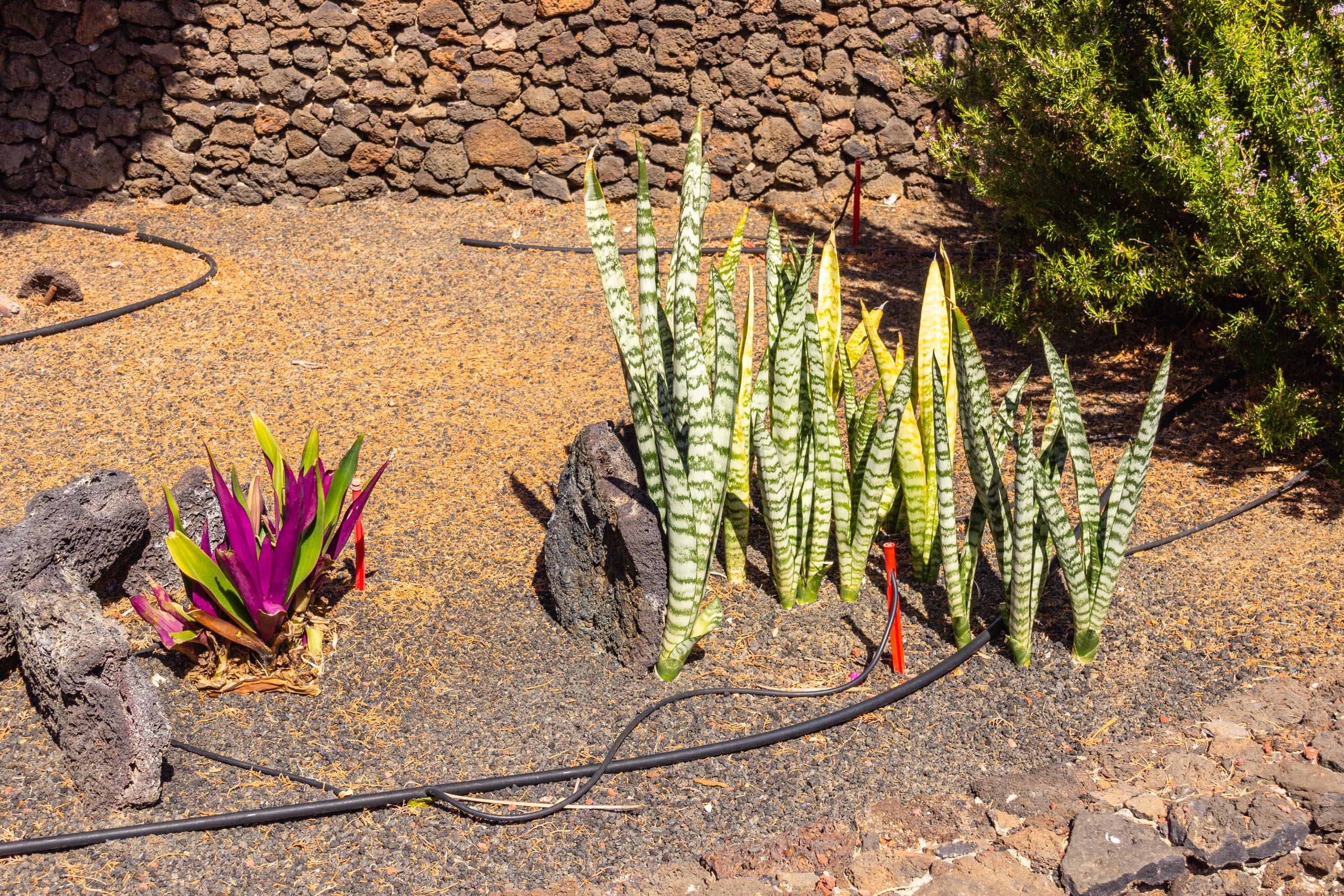 2016 09 Lanzarote GardenNeighbourhood 1 011