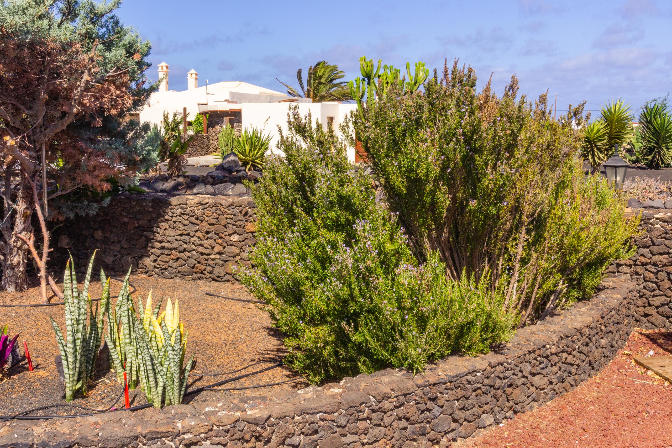 2016 09 Lanzarote GardenNeighbourhood 1 012