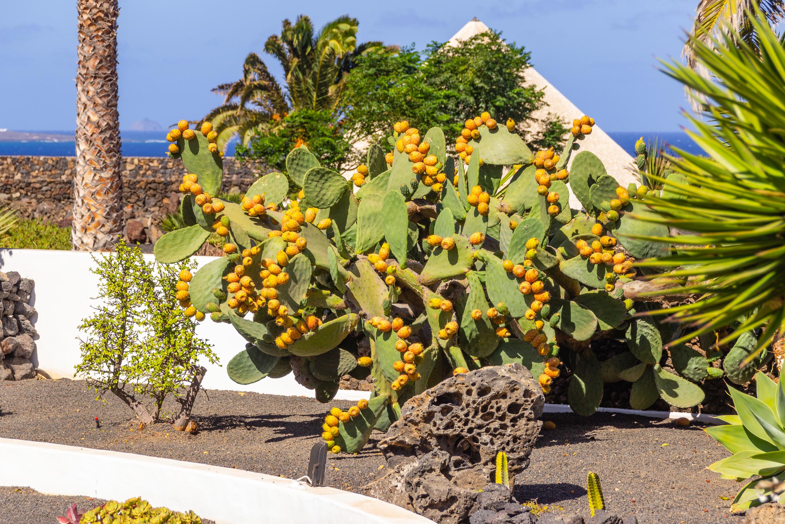 2016 09 Lanzarote GardenNeighbourhood 1 018