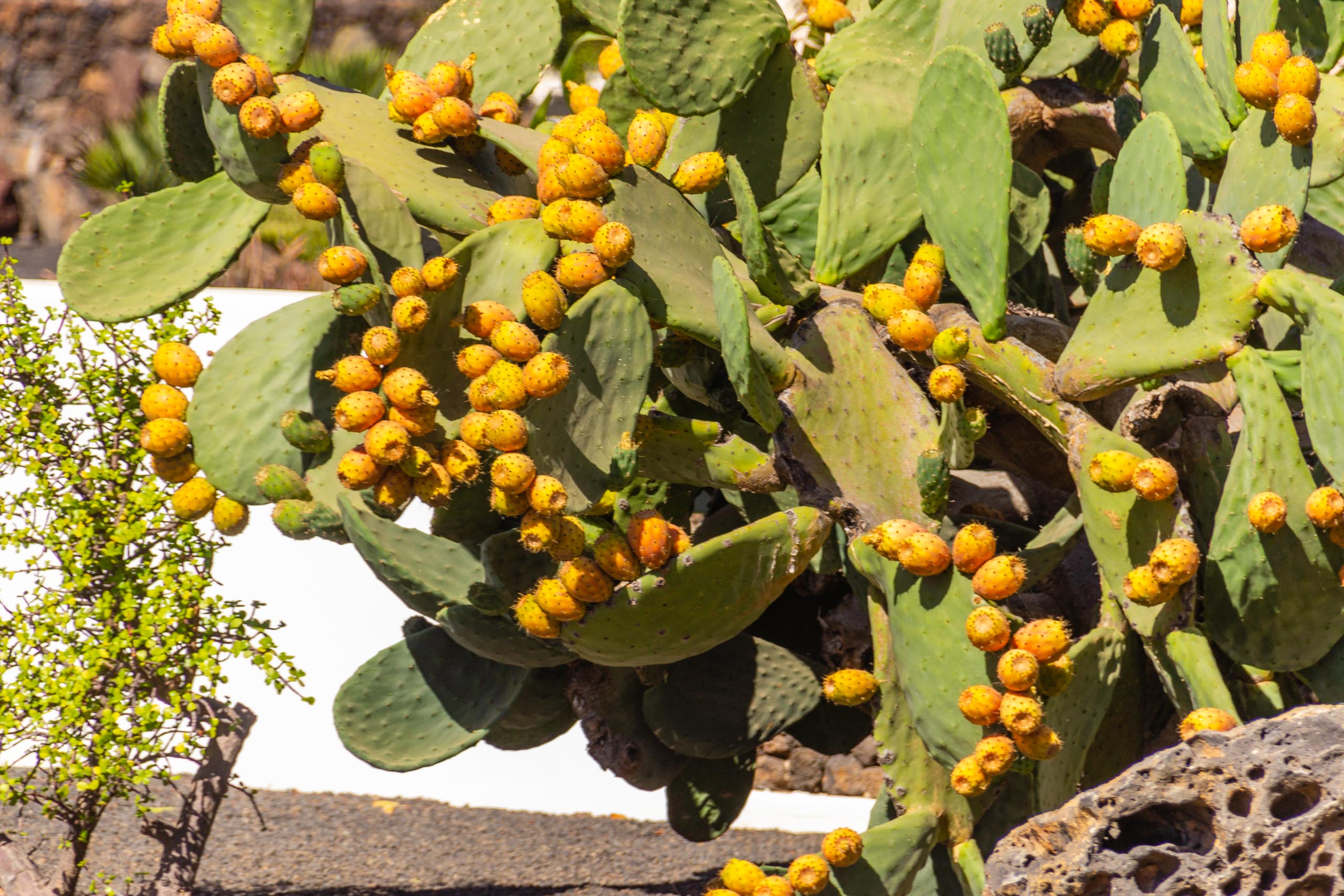 2016 09 Lanzarote GardenNeighbourhood 1 019