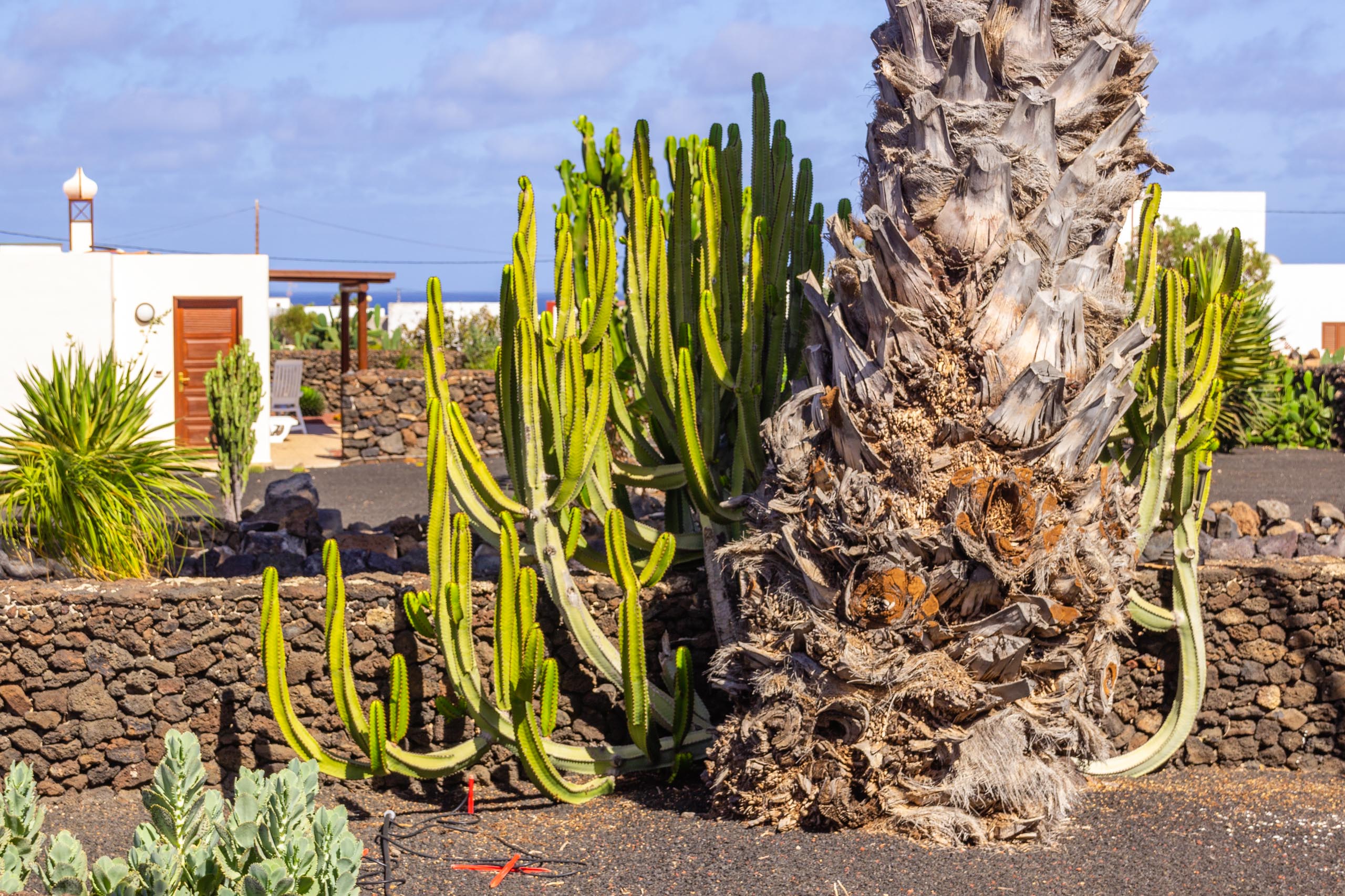 2016 09 Lanzarote GardenNeighbourhood 1 020