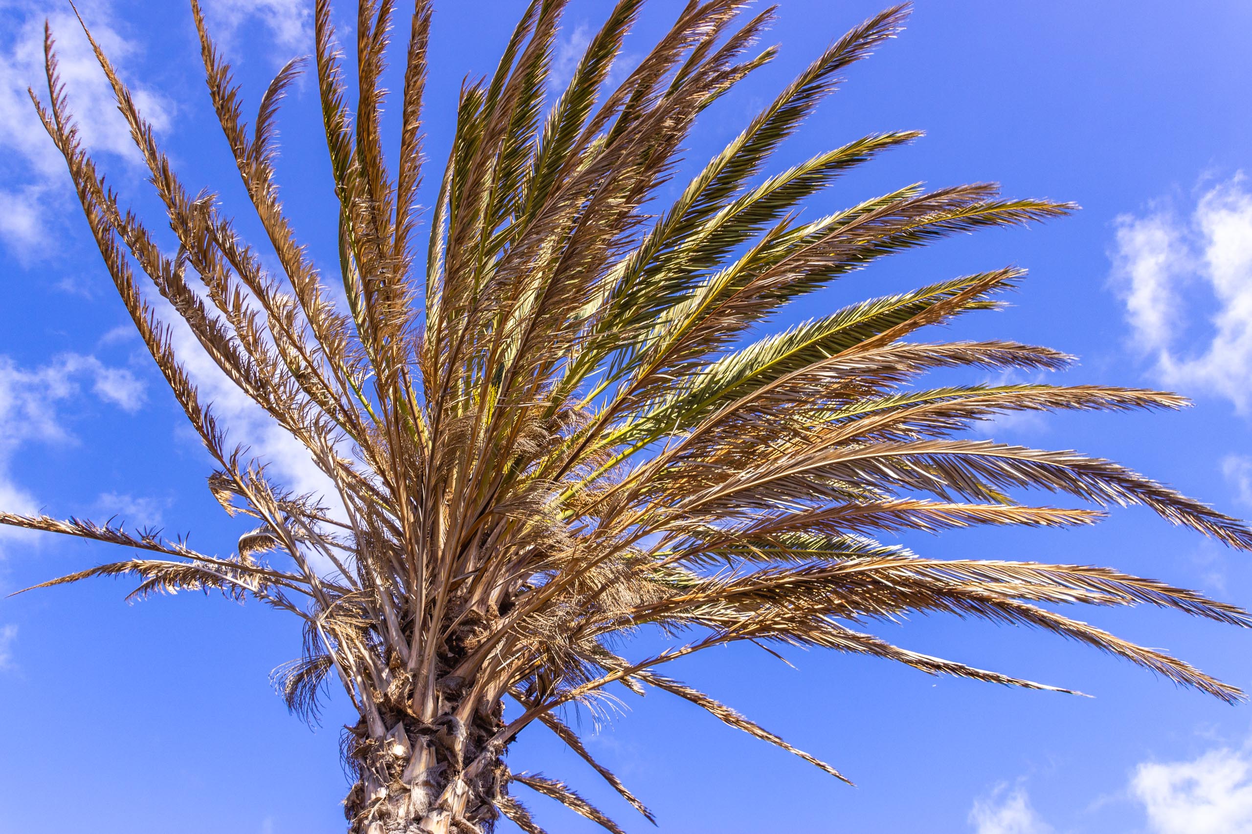 2016 09 Lanzarote GardenNeighbourhood 1 021