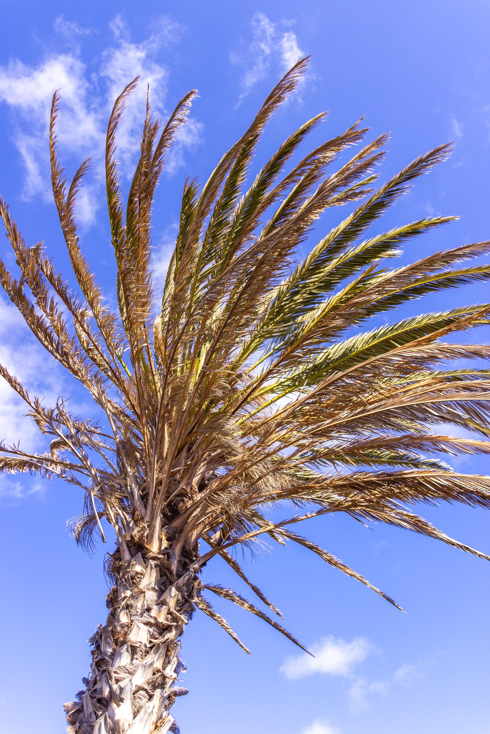 2016 09 Lanzarote GardenNeighbourhood 1 022