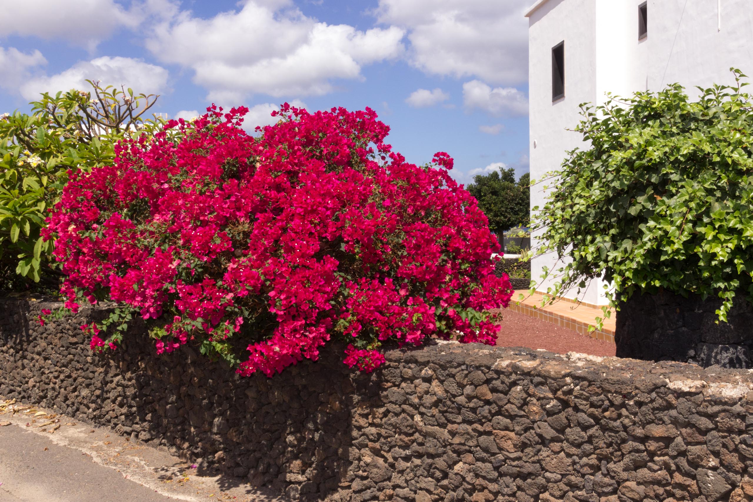 2016 09 Lanzarote GardenNeighbourhood 2 017