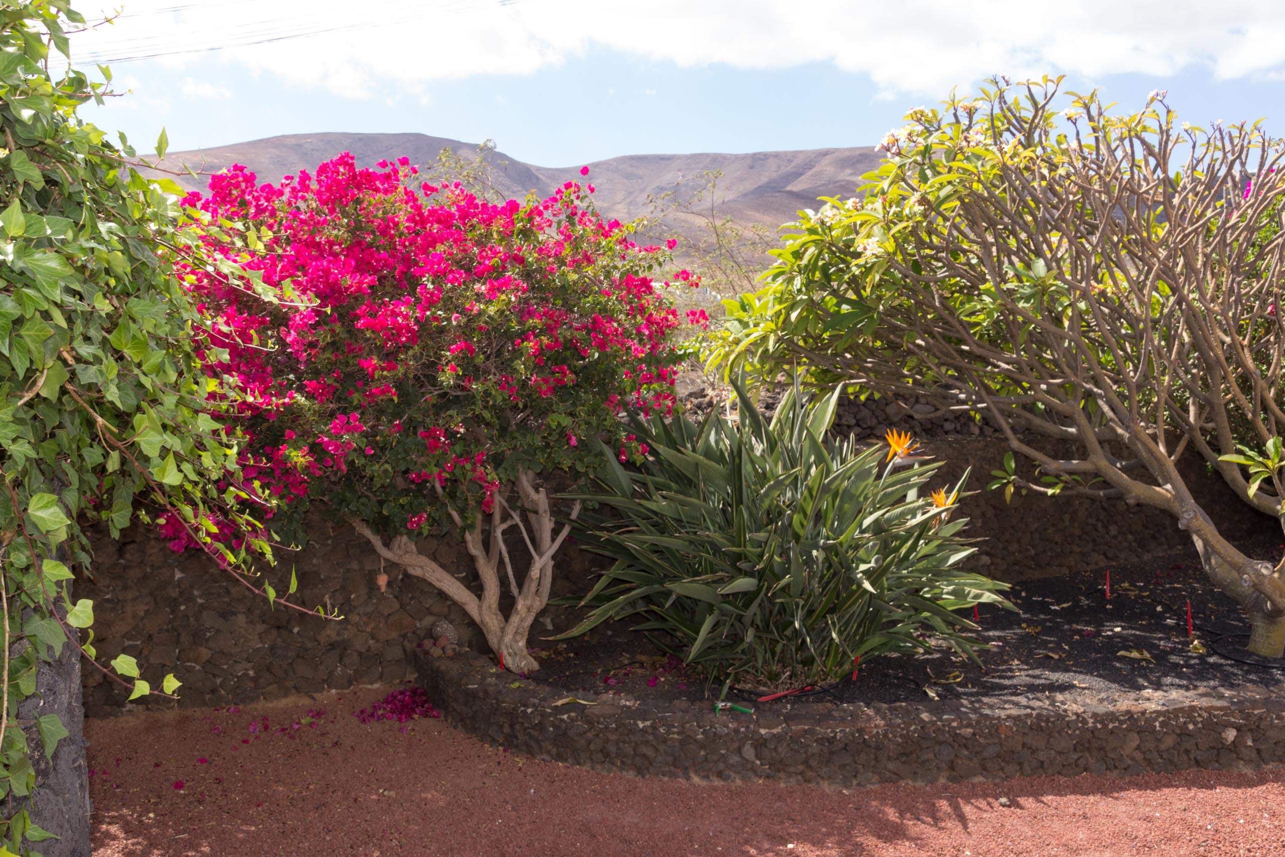 2016 09 Lanzarote GardenNeighbourhood 2 026