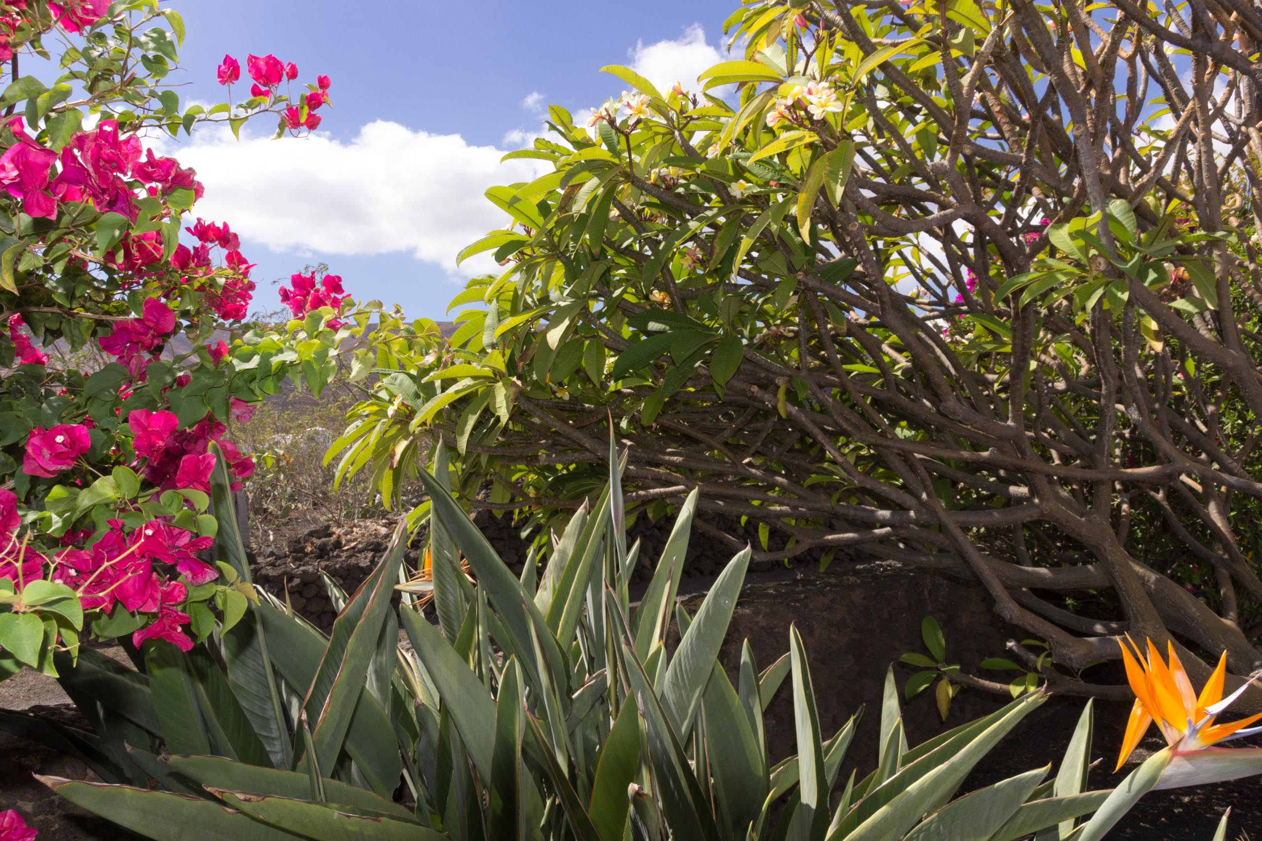2016 09 Lanzarote GardenNeighbourhood 2 027