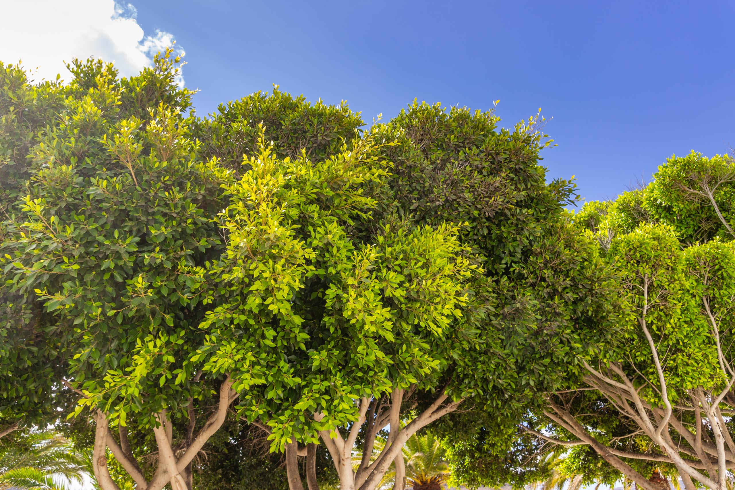 2016 09 Lanzarote Maguez 008