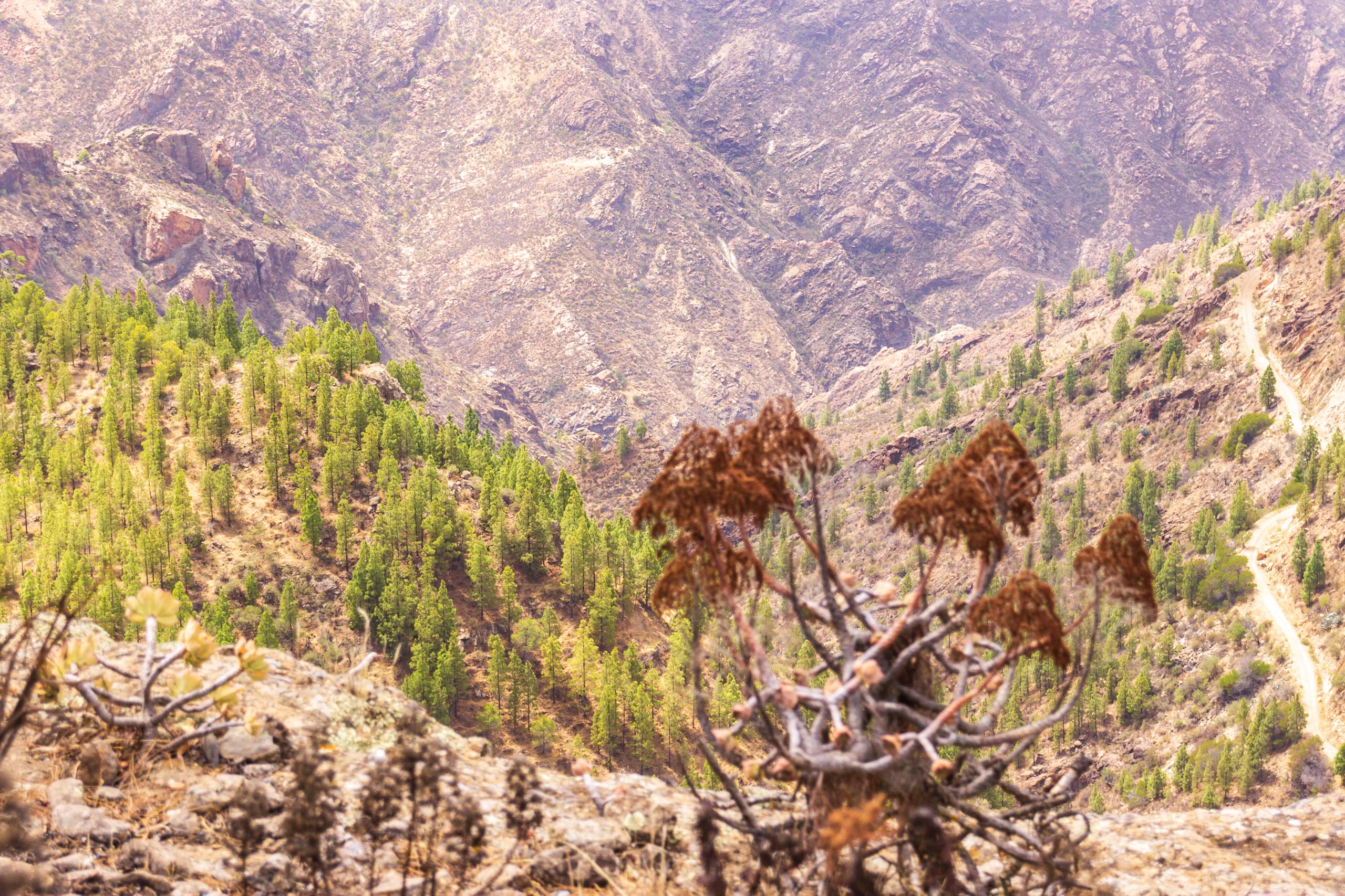 2017 09 GranCanaria Artenara 015