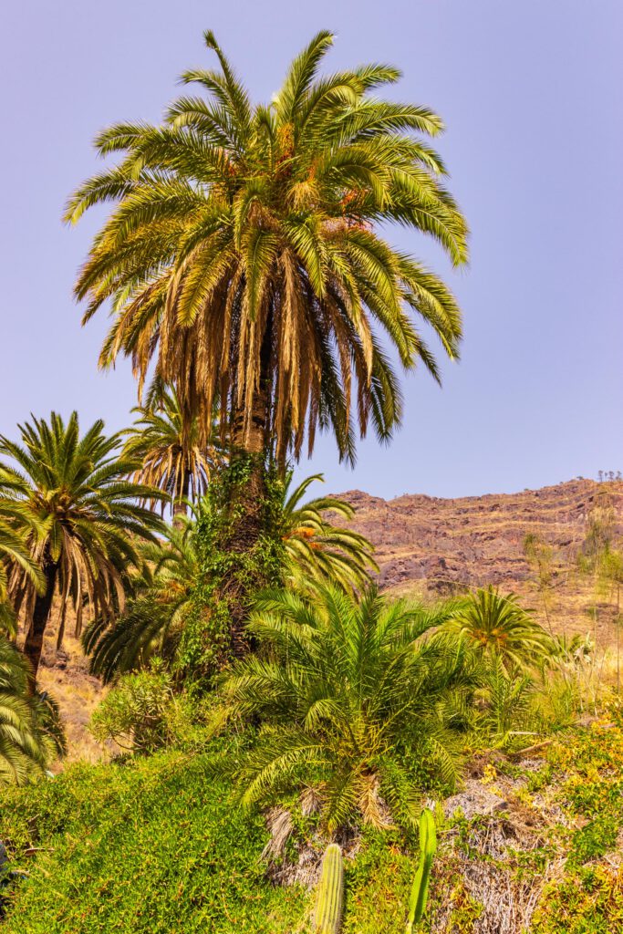 2017 09 GranCanaria Las Cañadas 001