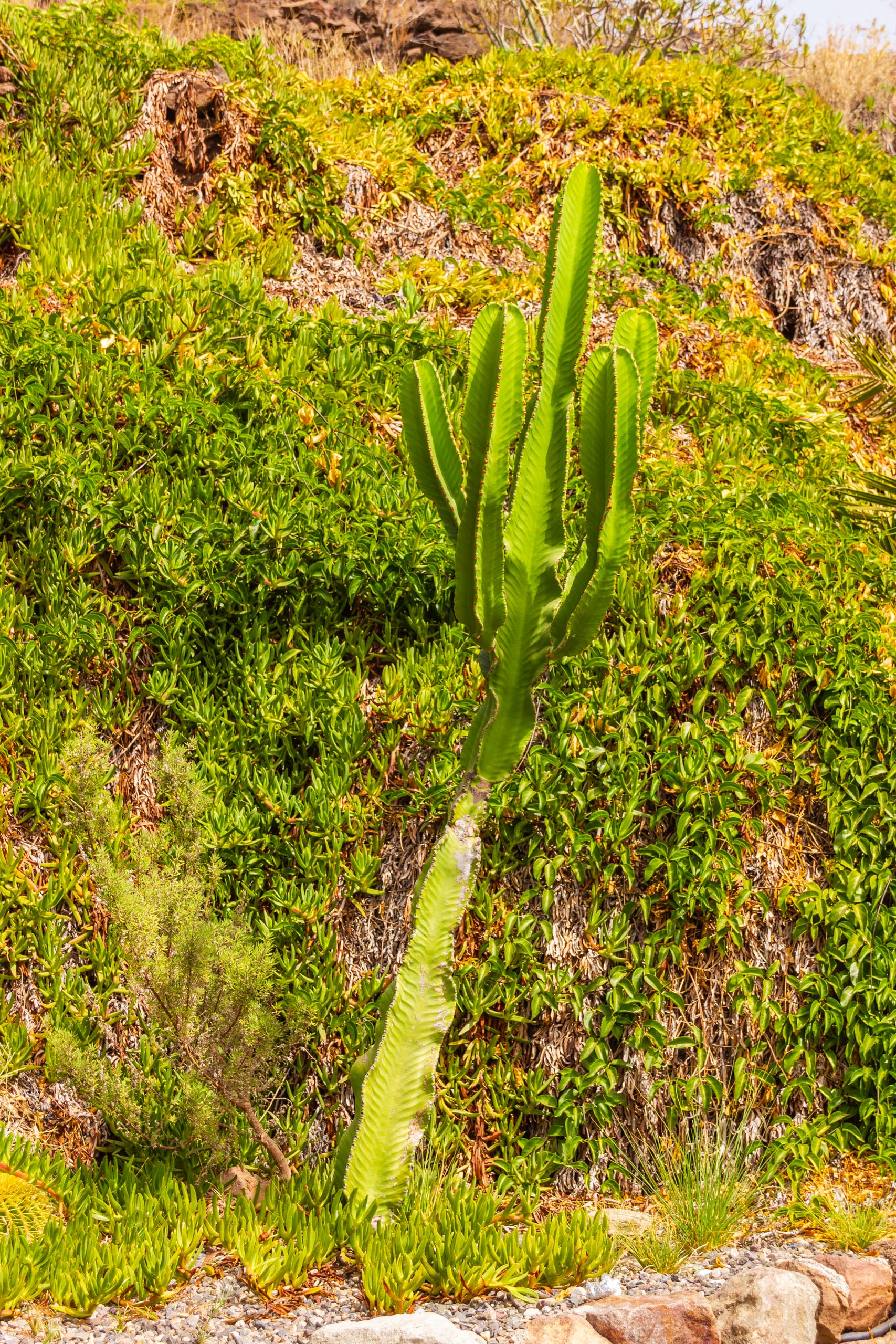 2017 09 GranCanaria Las Cañadas 005