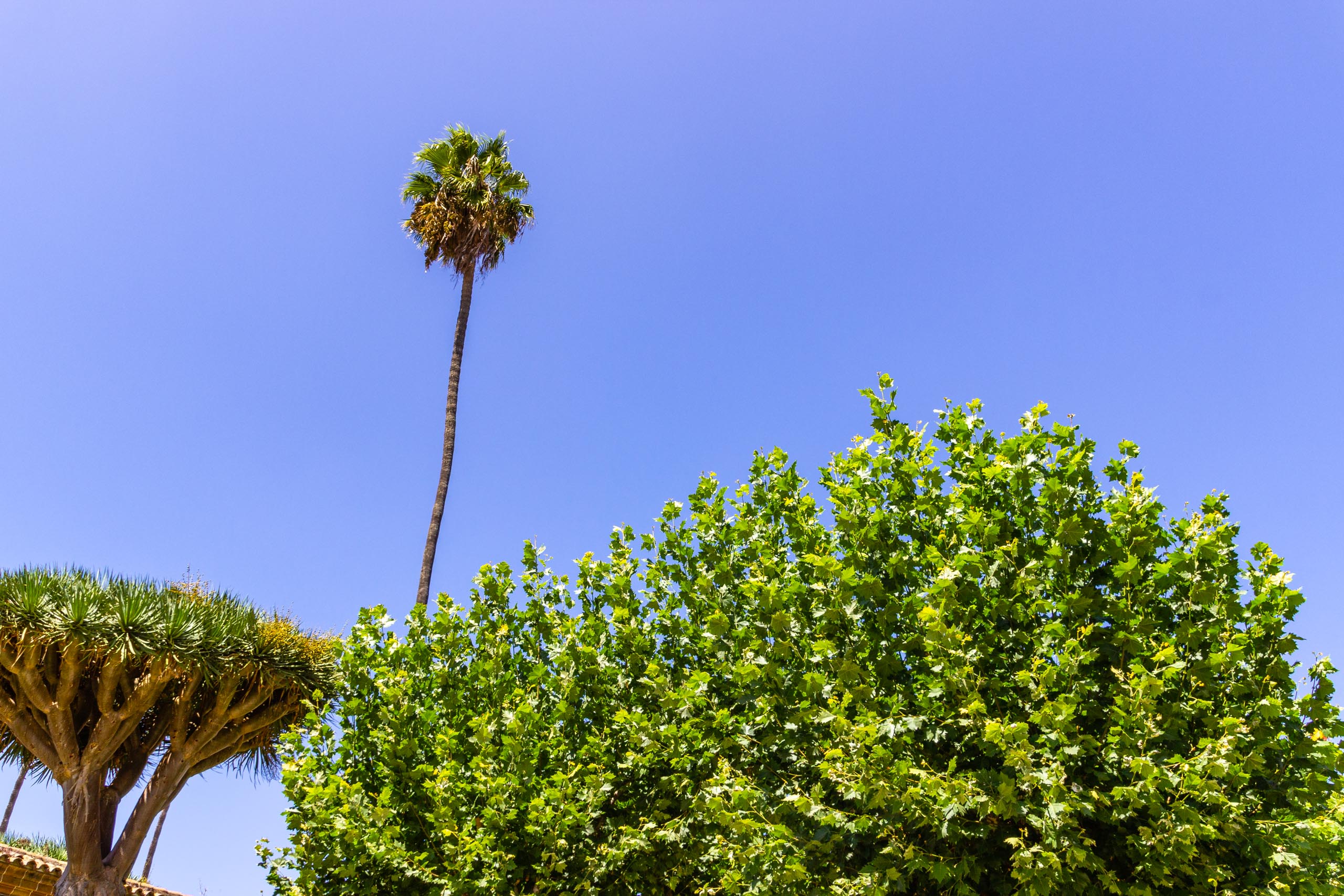 2017 09 GranCanaria Teror 2007