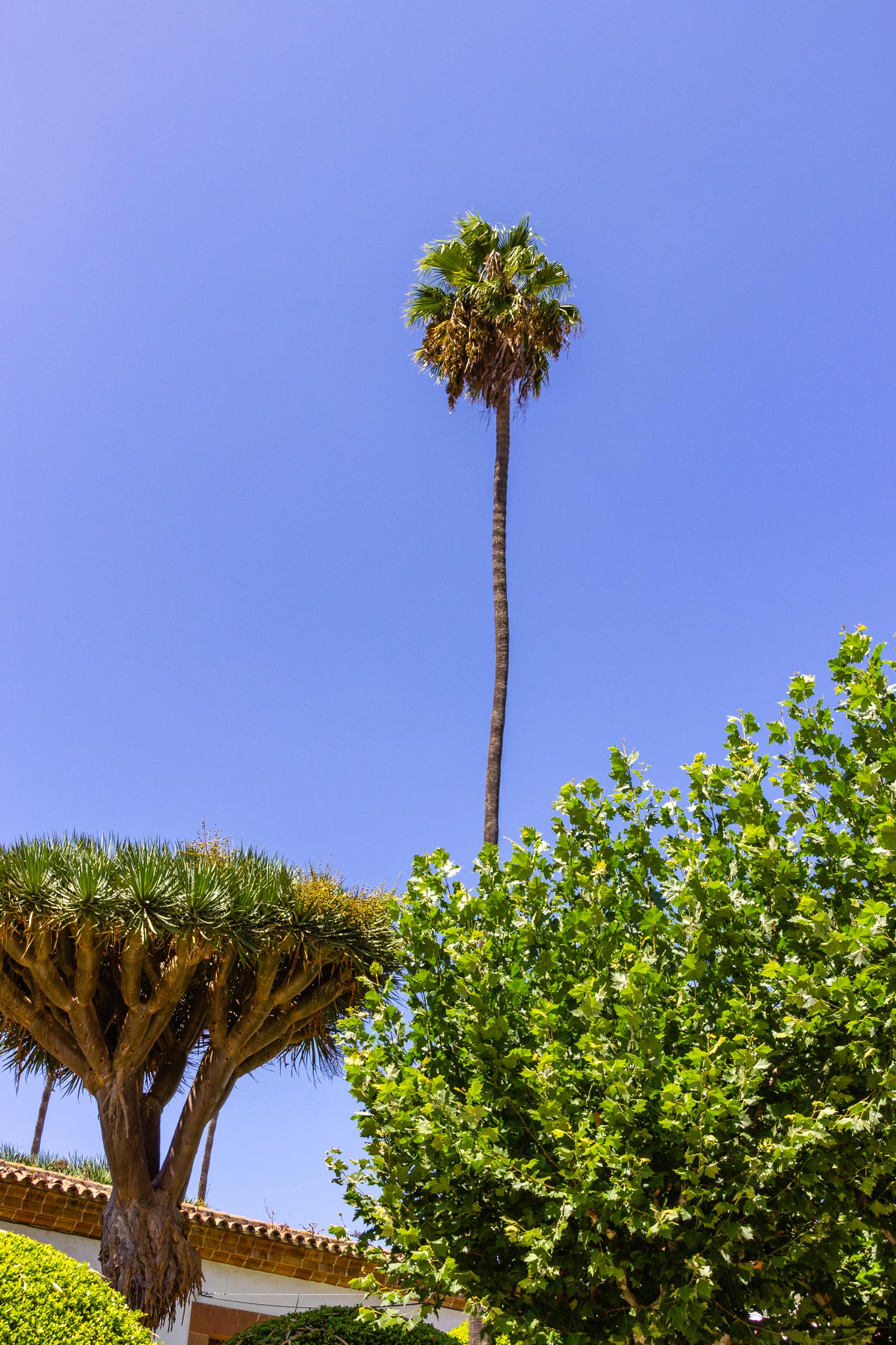 2017 09 GranCanaria Teror 2008