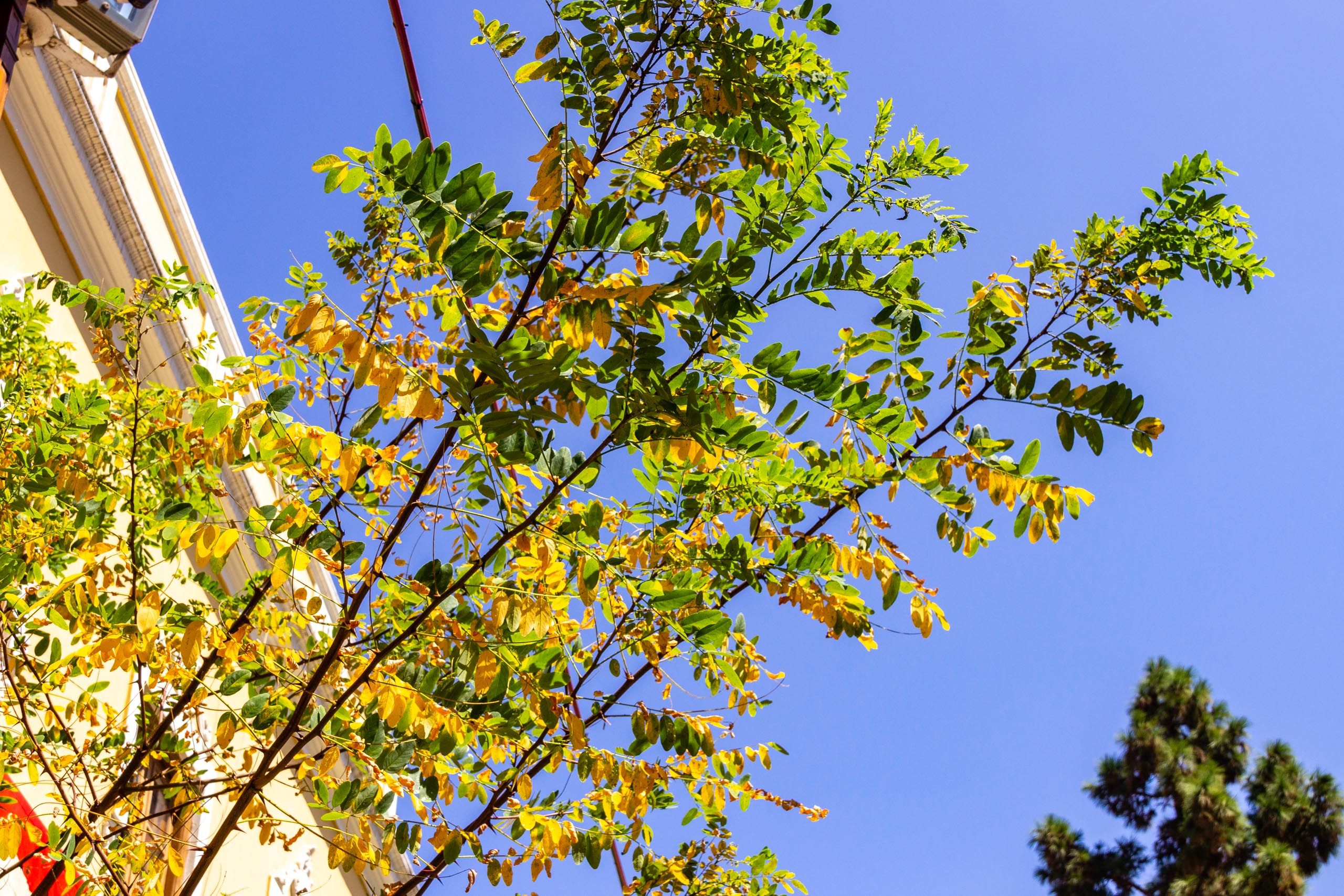 2017 09 GranCanaria Teror 2015