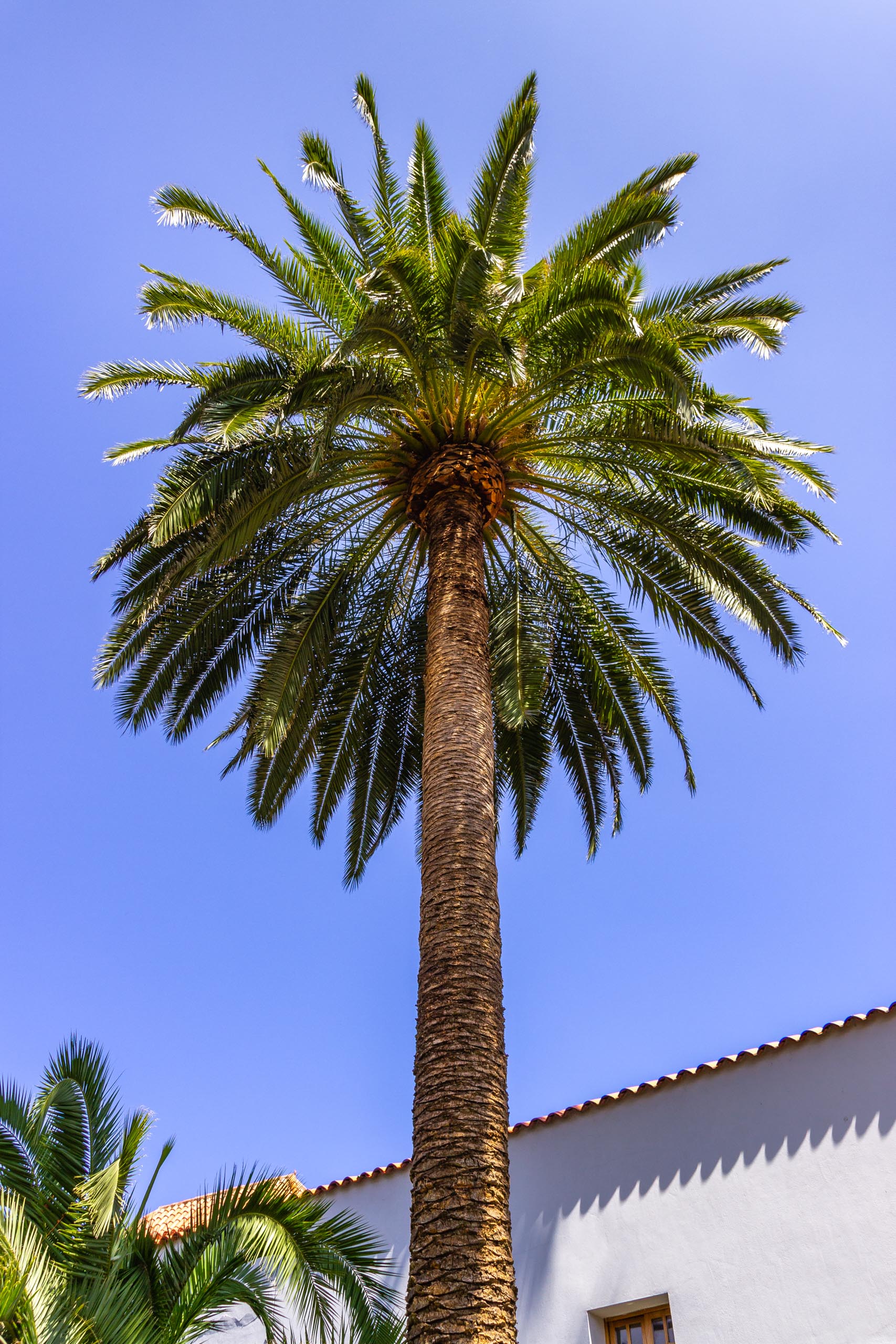 2017 09 GranCanaria Teror 2026