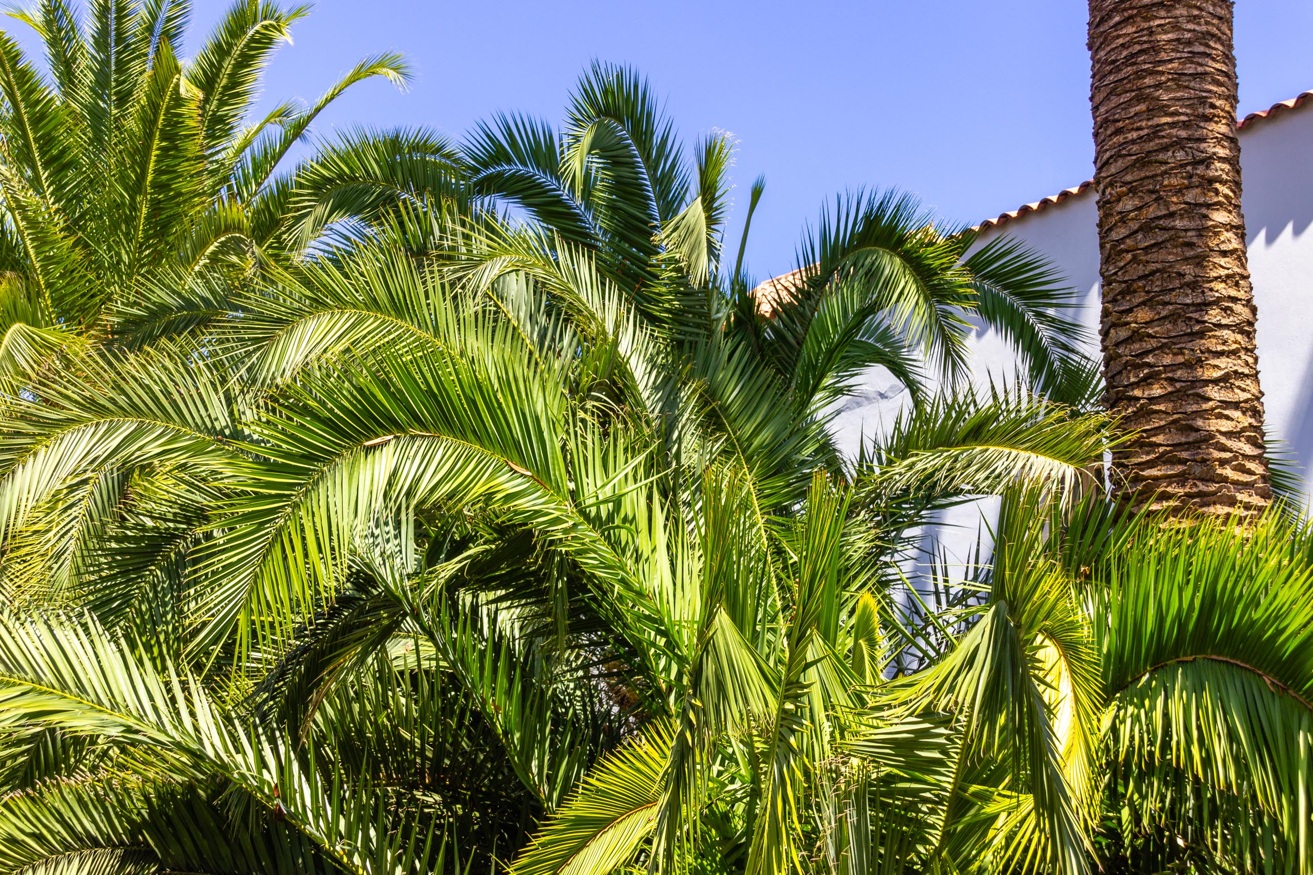 2017 09 GranCanaria Teror 2027