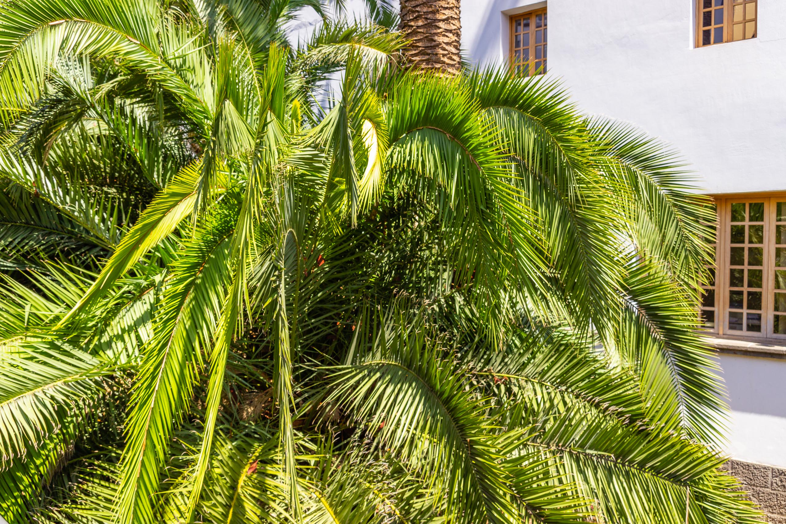 2017 09 GranCanaria Teror 2028