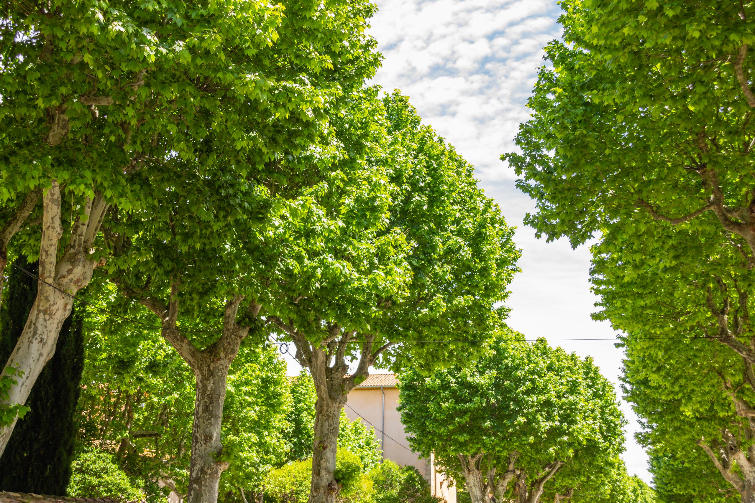 2018 05 Provence Lourgues 005