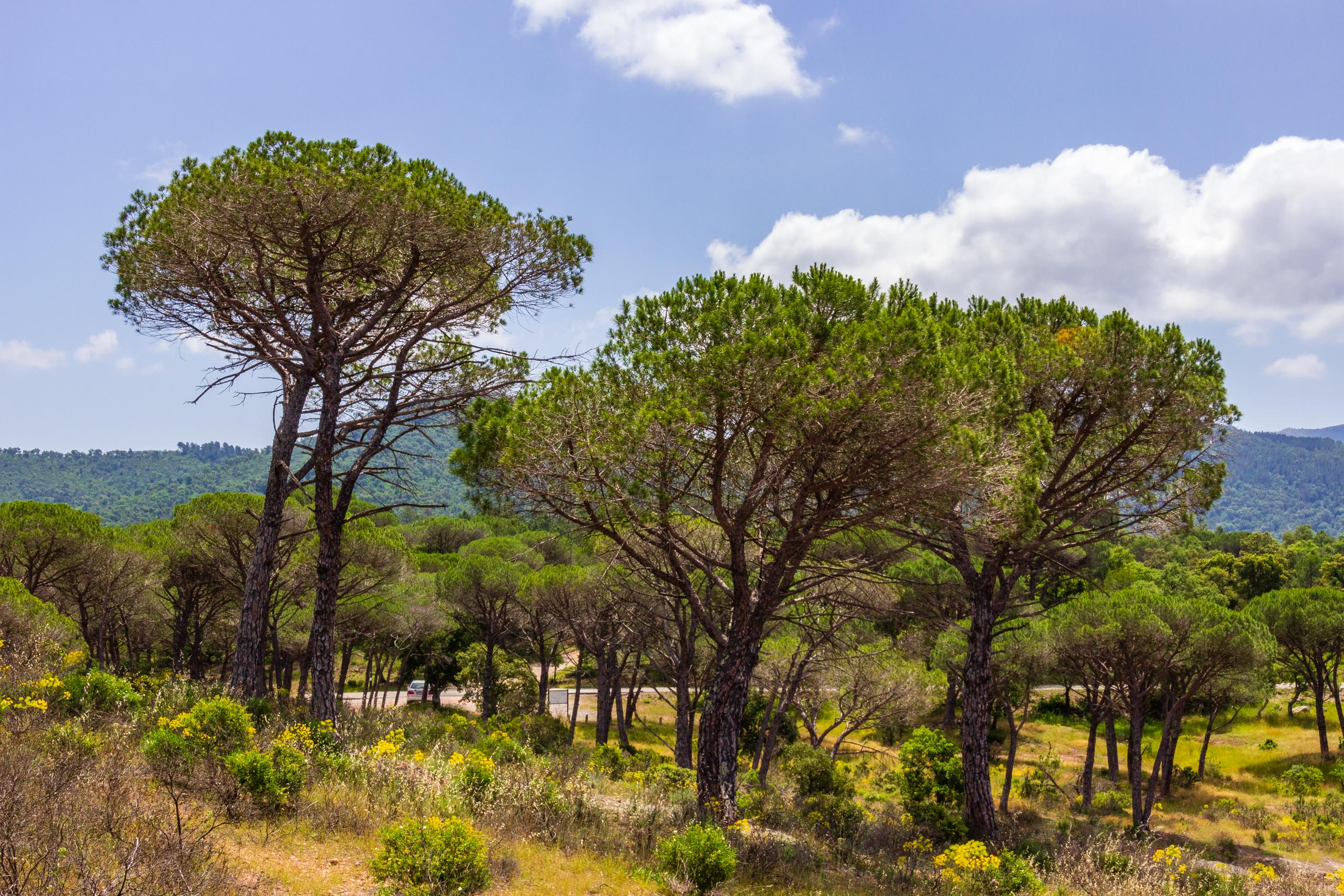 2018 05 Provence OnTheD48NearBayonne 013