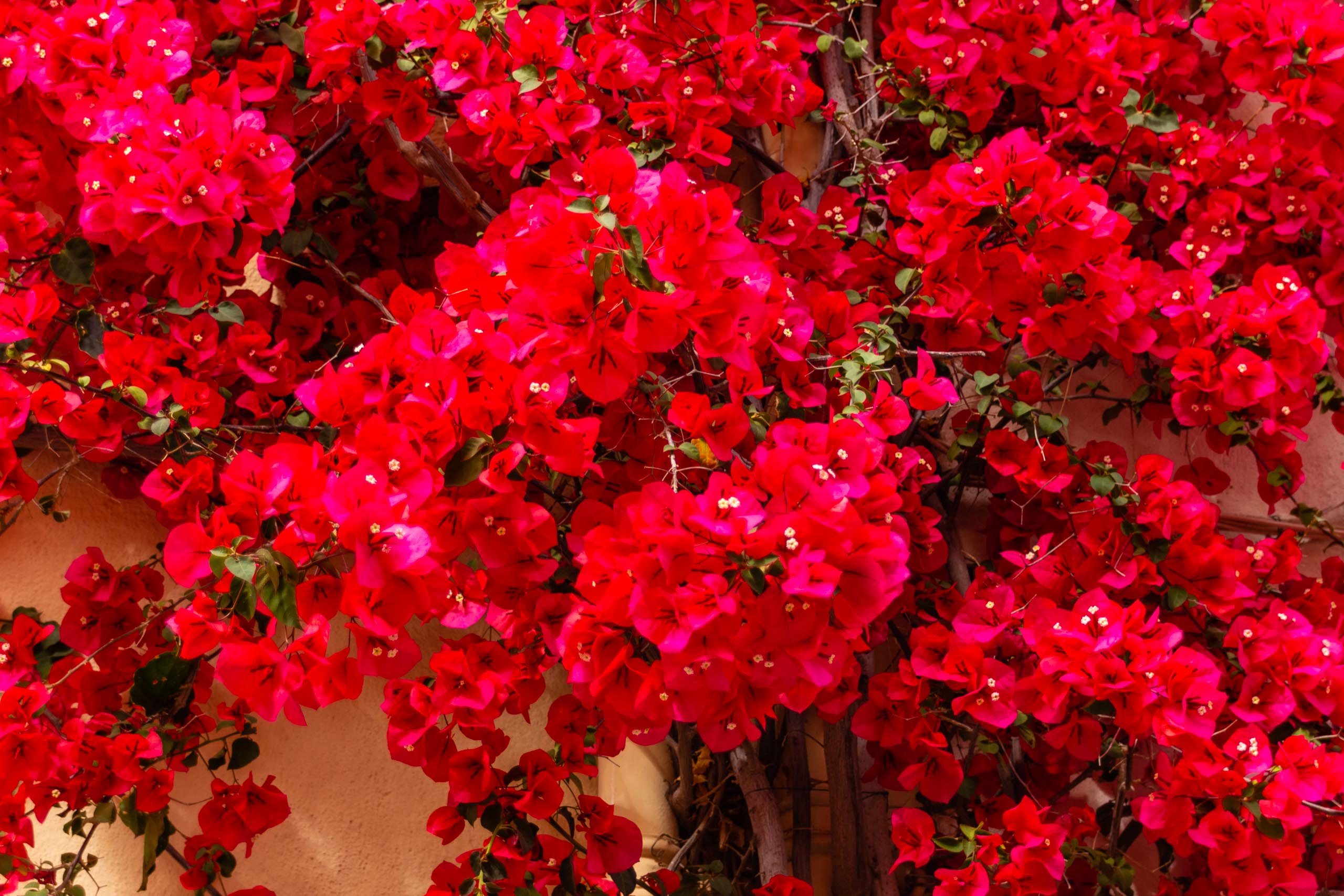 2018 05 Provence Saint Tropez 021