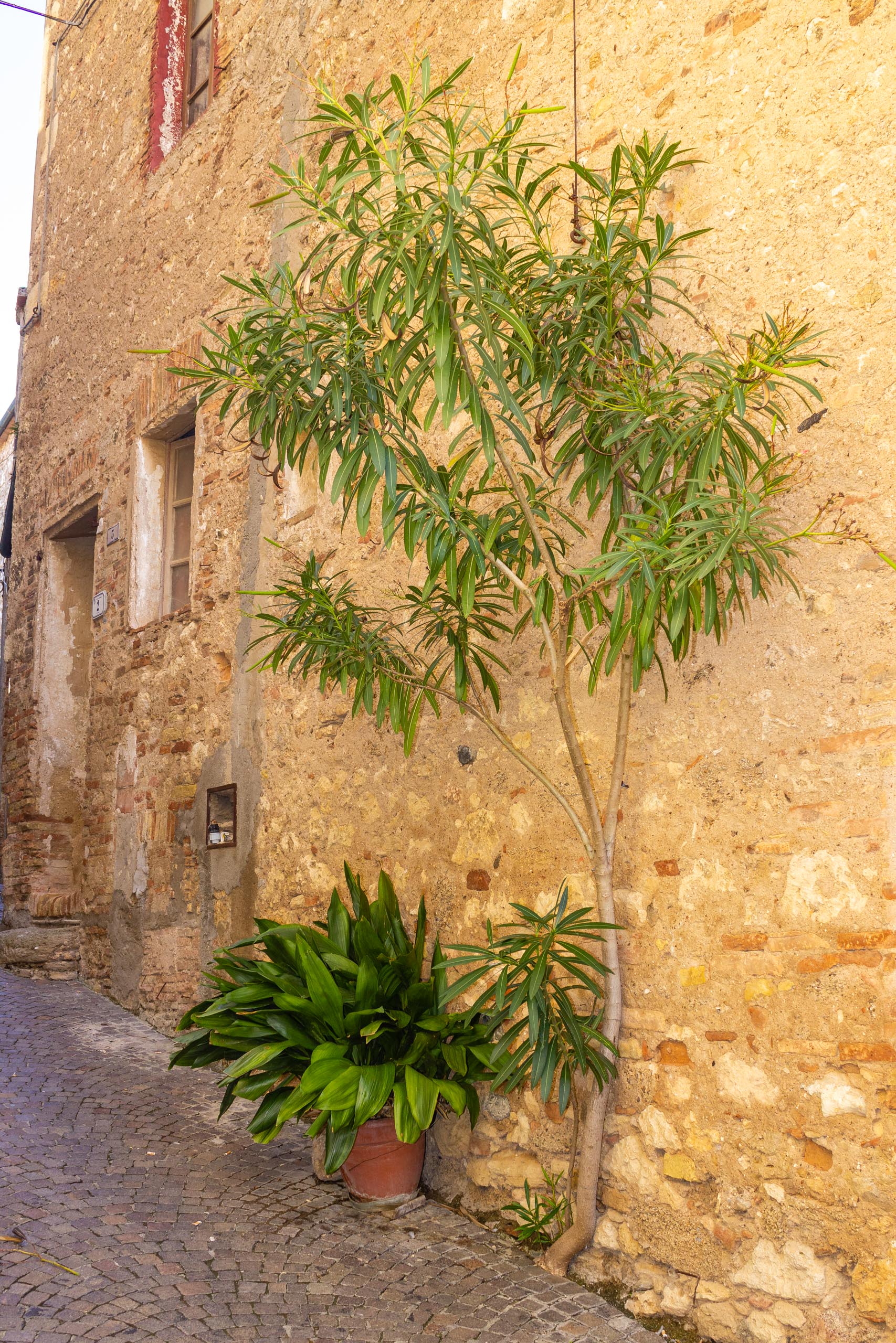 2013 10 Toskana Bibbona 006