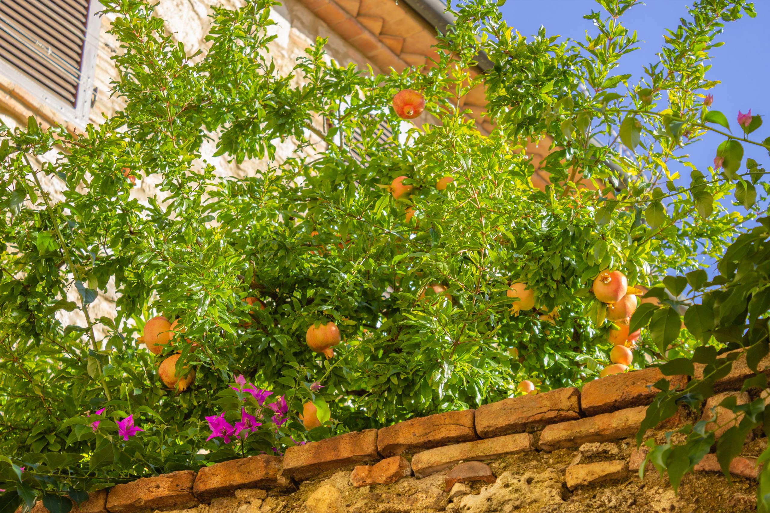 2013 10 Toskana Bibbona 012