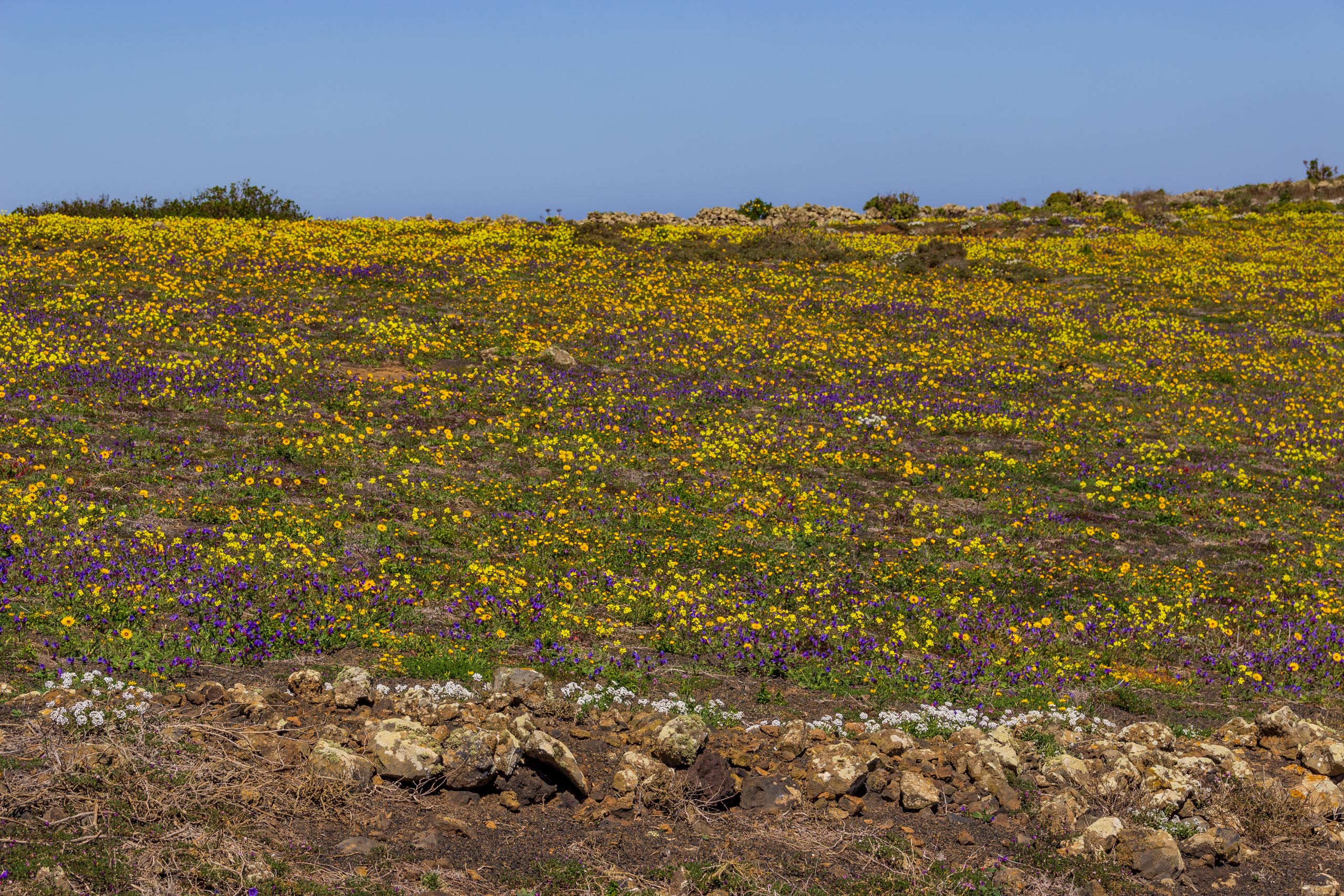 2014 02 Lanzarote CalleLaCaldera 017