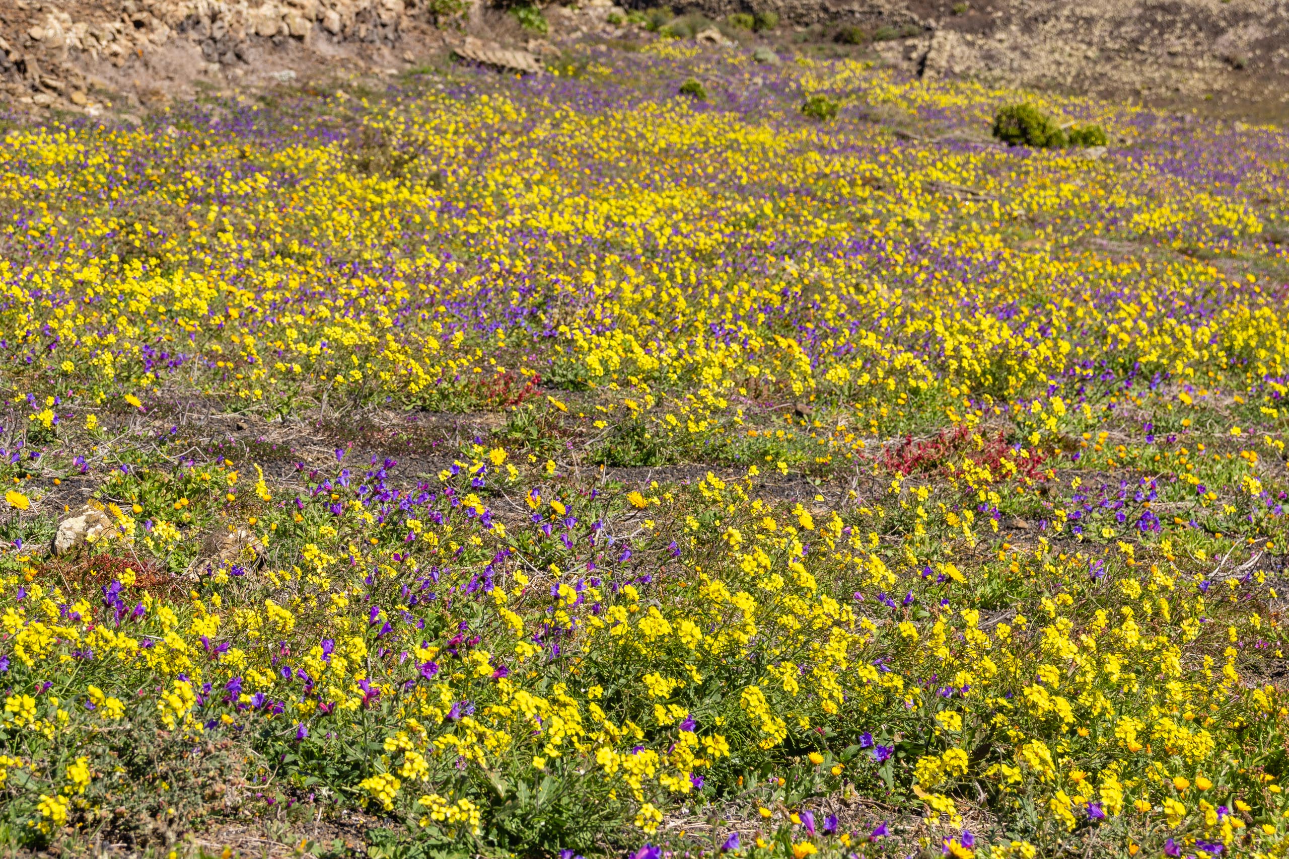 2014 02 Lanzarote CalleLaCaldera 018