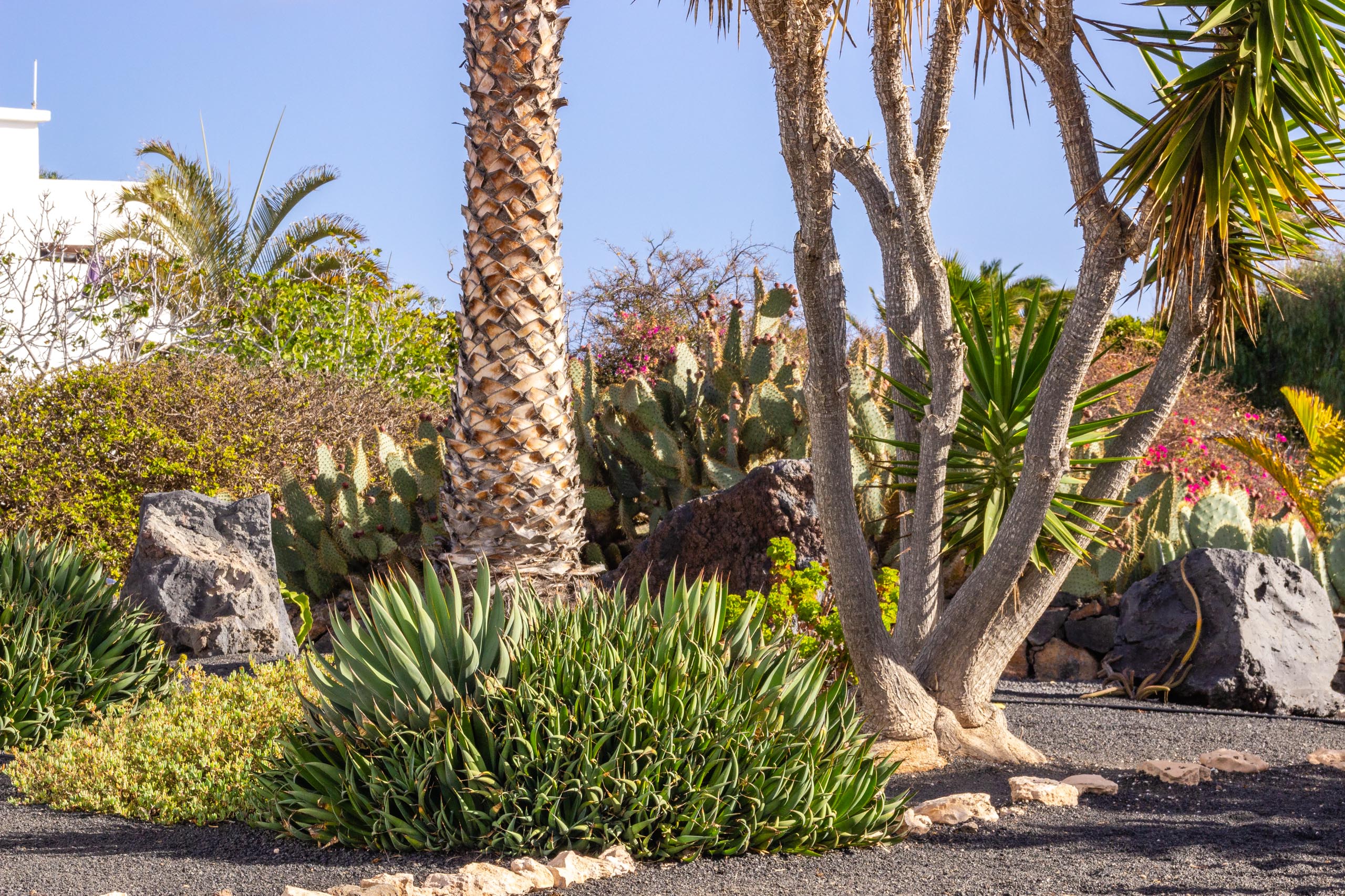 2014 02 Lanzarote Garden 005