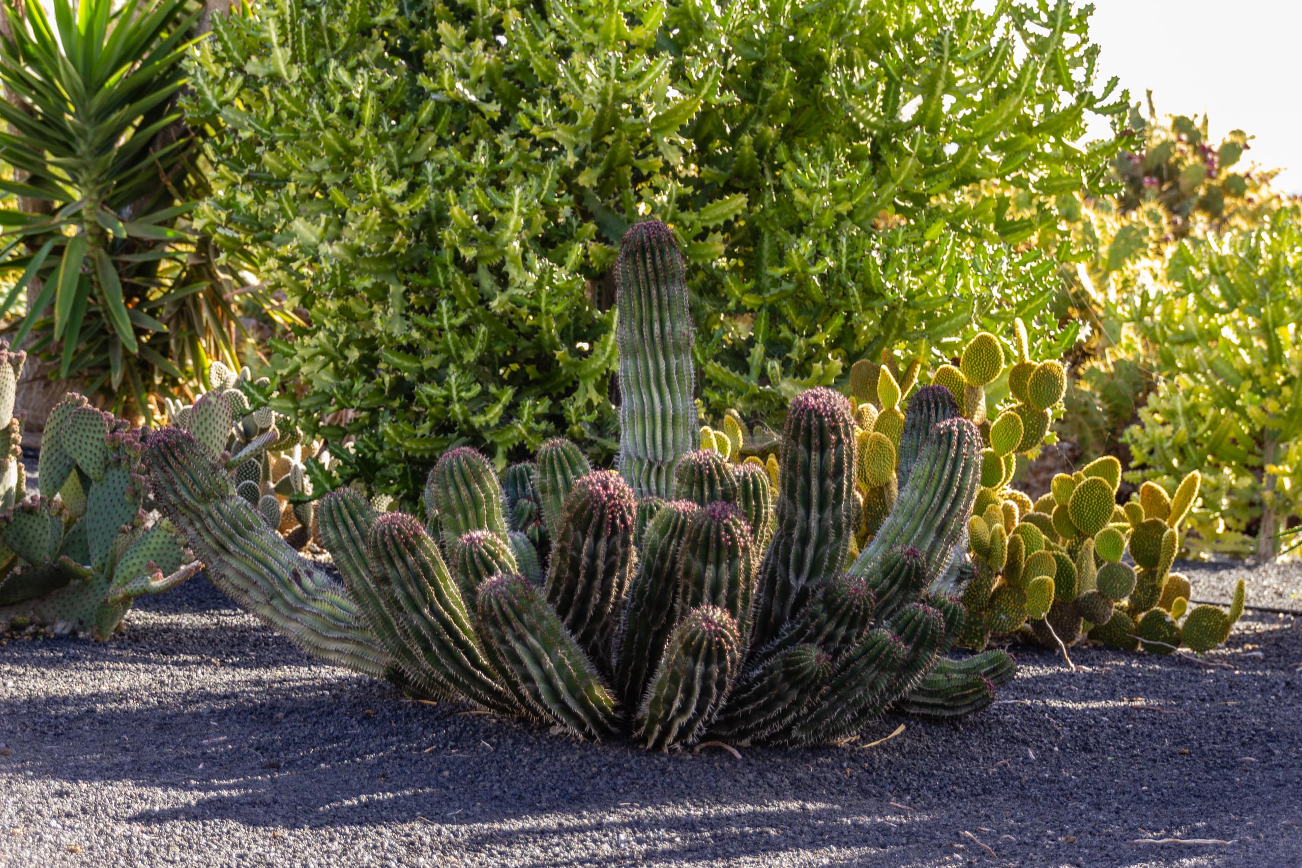 2014 02 Lanzarote Garden 006