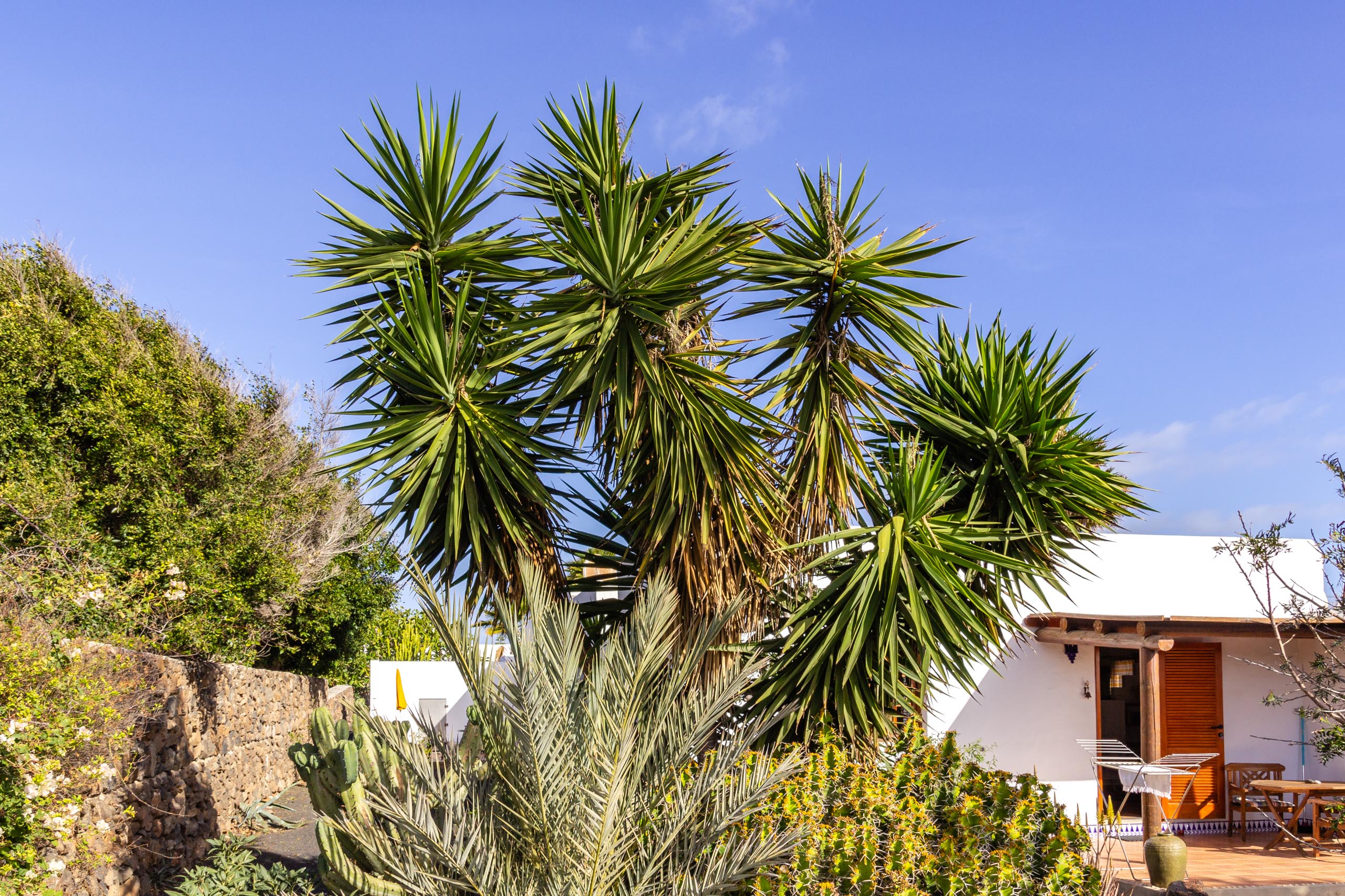 2014 02 Lanzarote Garden 007